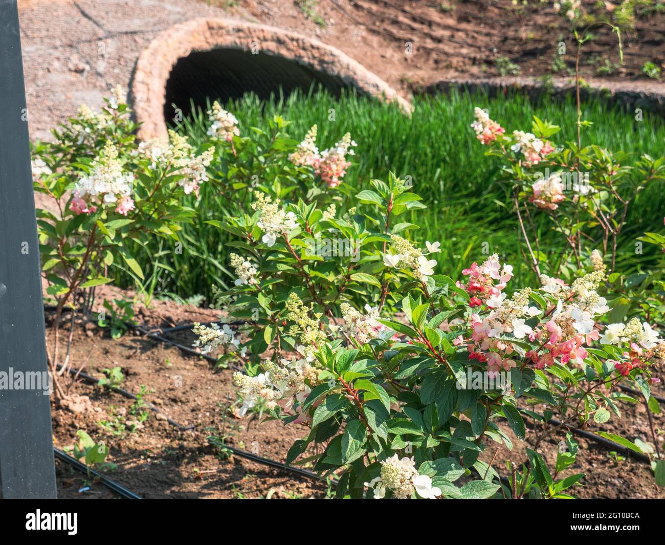 Sträucher, die mit rosa und weißen Blütentrauben und grünem Gras in einem Park blühen. Niedrige ländliche Brücke im Hintergrund. Stockfoto