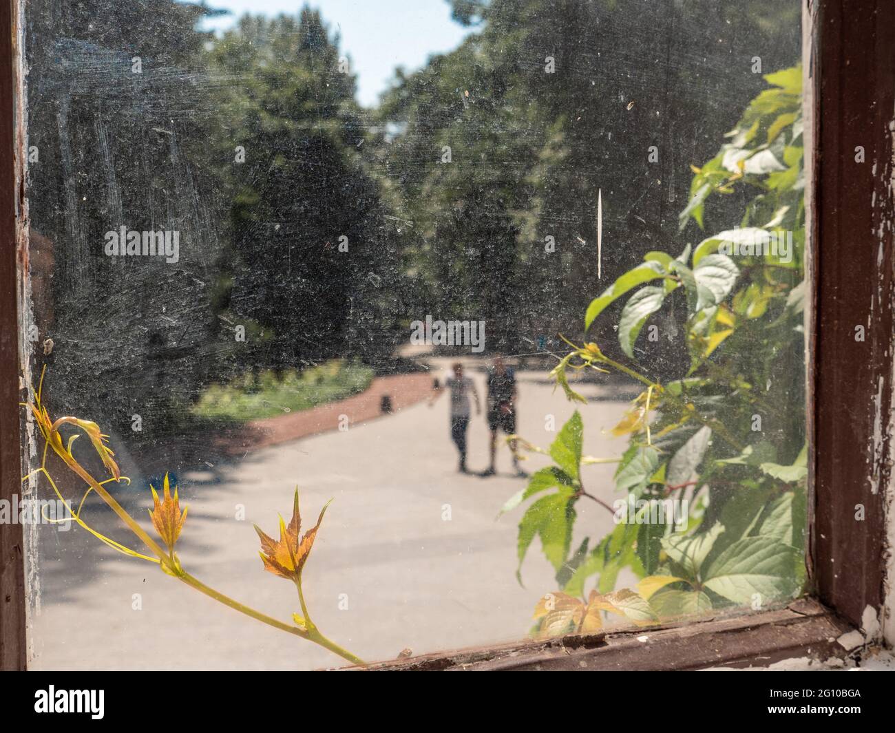 Blick durch das zerkratzte Glas eines alten Holzfensters mit alter roter Farbe über einen kriechenden Weinstock und einen verschwommenen Weg im Park mit Menschen. Stockfoto