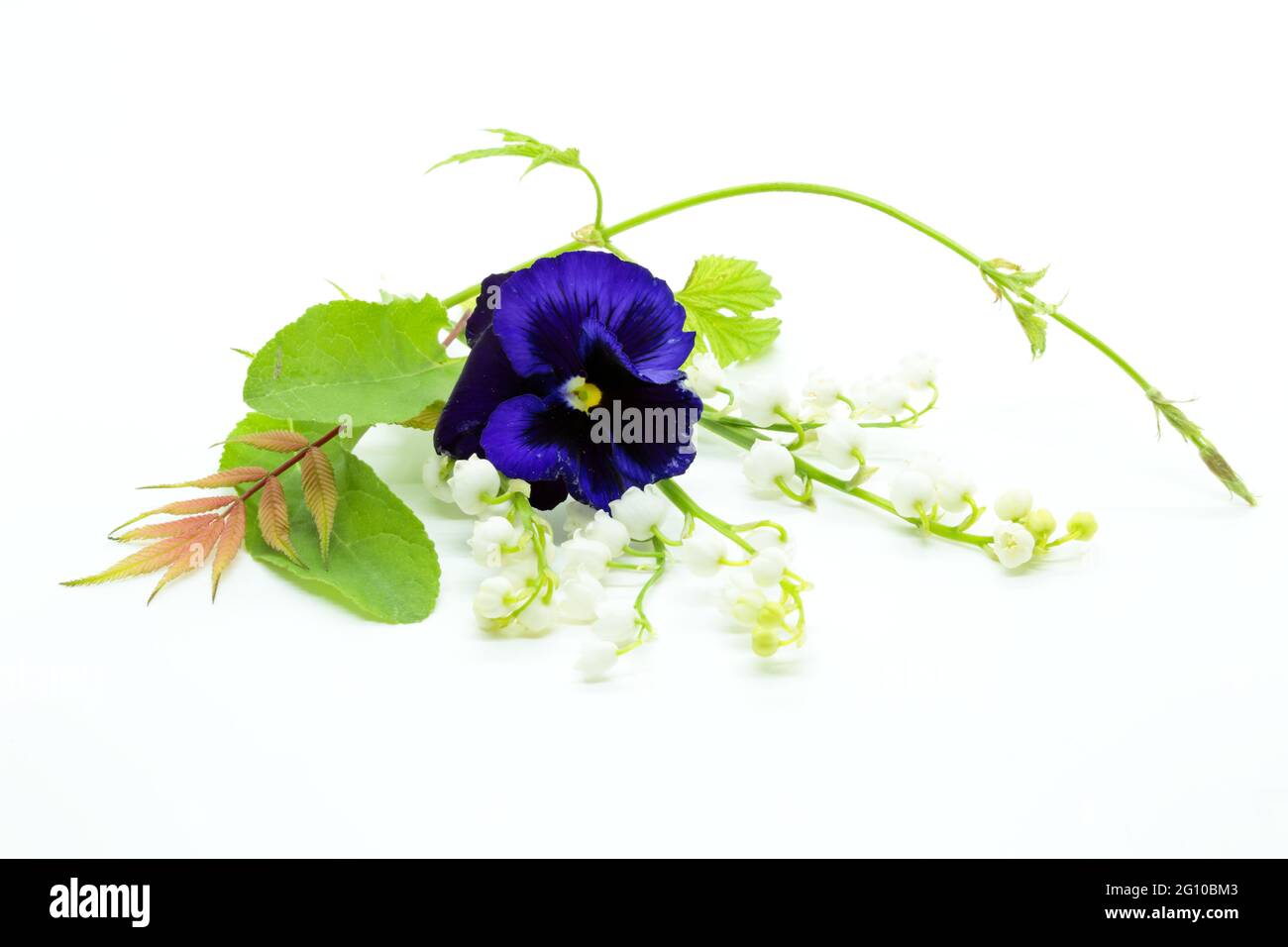 Blauviolett und Blüten einer Maiglöckchen isoliert auf weißem Hintergrund Stockfoto