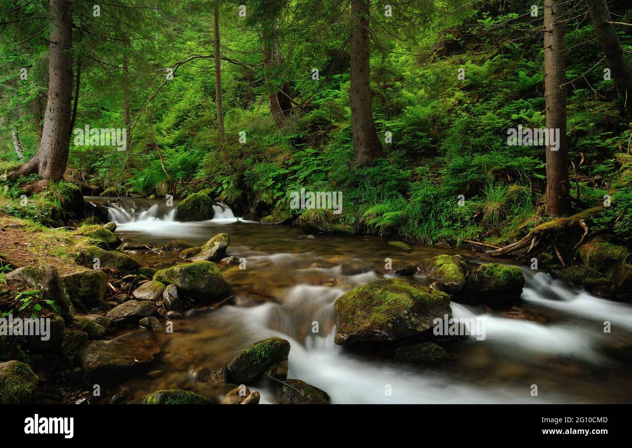 Fluss mit Kaskaden und mit Moos bedeckten Steinen im grünen Kiefernwald. Karpaten, Ukraine. Stockfoto