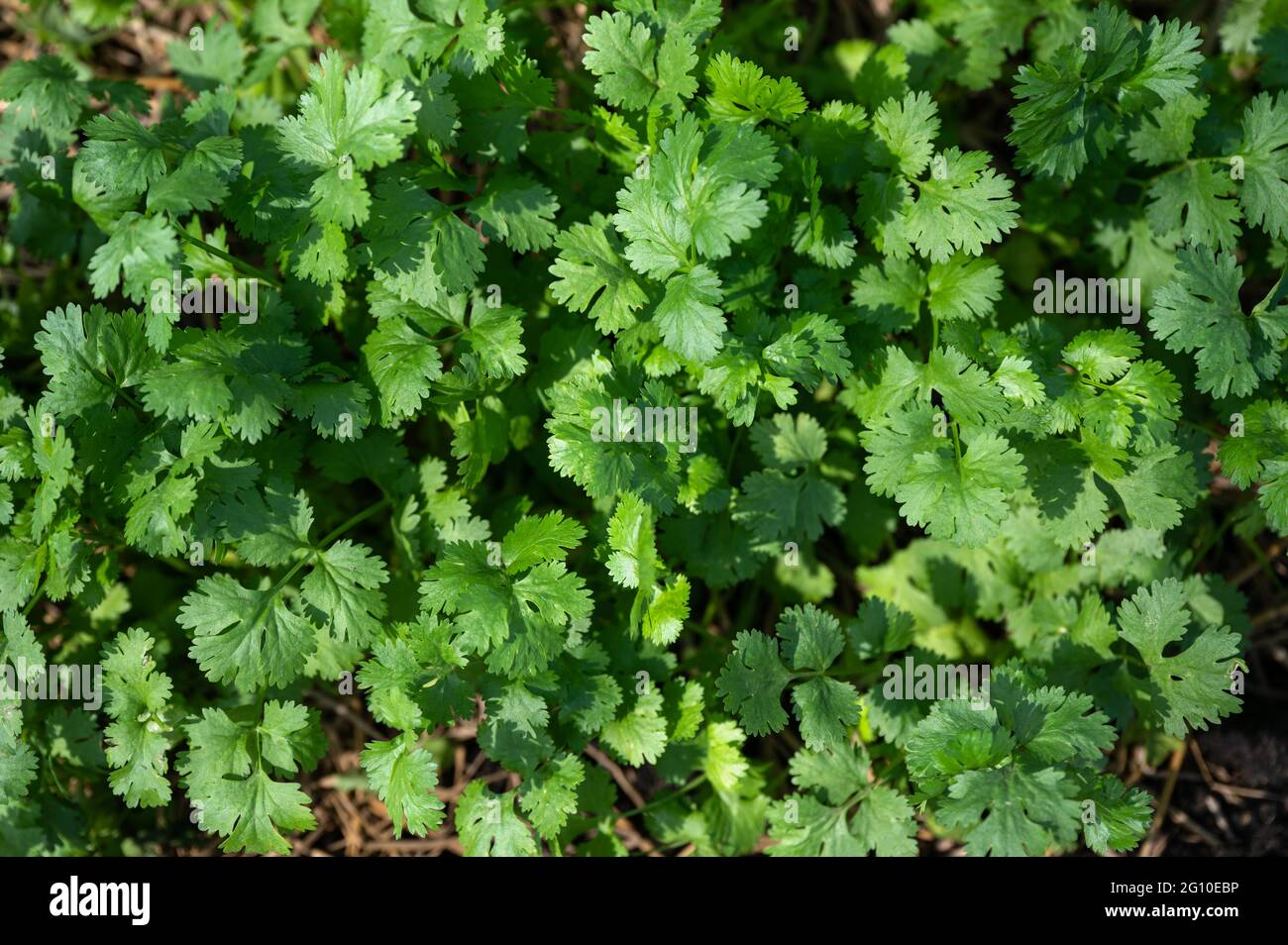 Draufsicht auf grüne Korianderblätter, die auf Gemüsegarten wachsen. Gemüse, das als Zutat beim Kochen verwendet wird Stockfoto