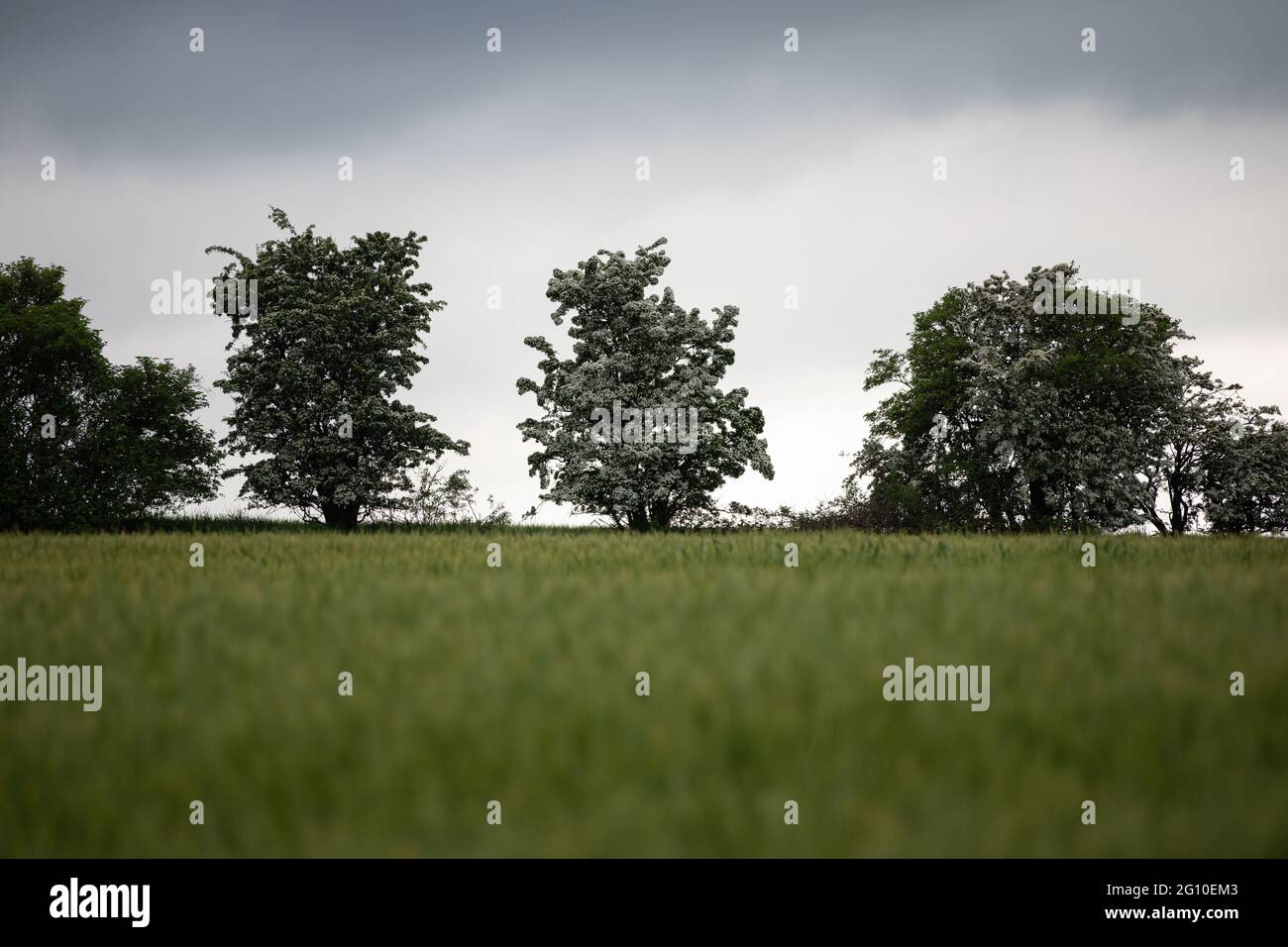 Bäume auf einem Feld in Renfrewshire, Schottland an einem stürmischen Tag Stockfoto