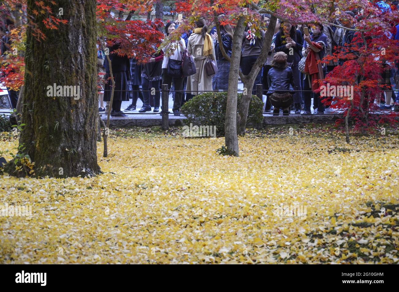 KYOTO, JAPAN - 10. Dez 2019: Kyoto, Japan - 24. Nov 2019: Menschen besuchen die Gärten von Eikando Zenrinji in Kyoto, Japan. Der Jodo-Buddhismus-Tempel geht zurück auf Stockfoto