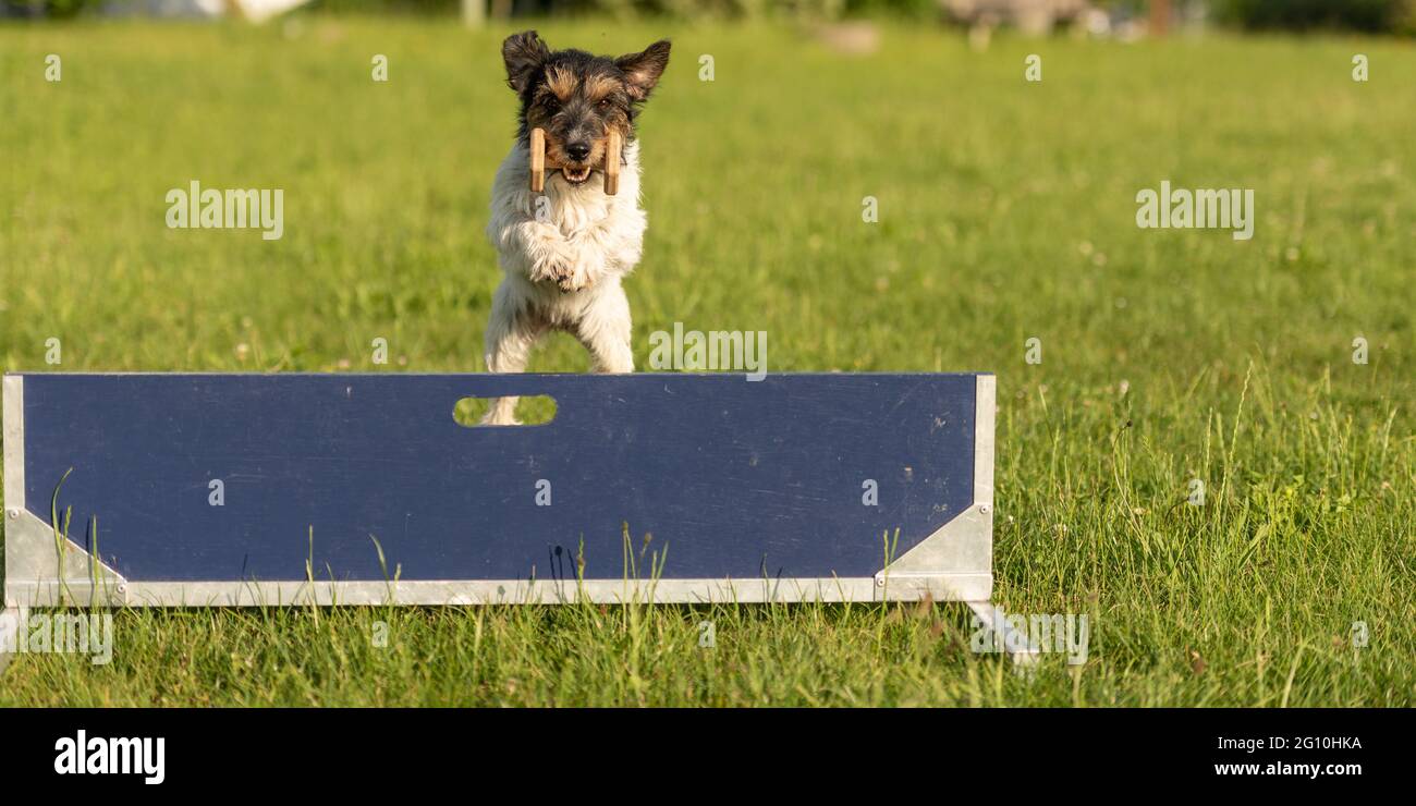 Kleine Jack Russell Terrier Hund springt schnell über eine Hürde. Hund hält ein Hanteln in die Verriegelung Stockfoto