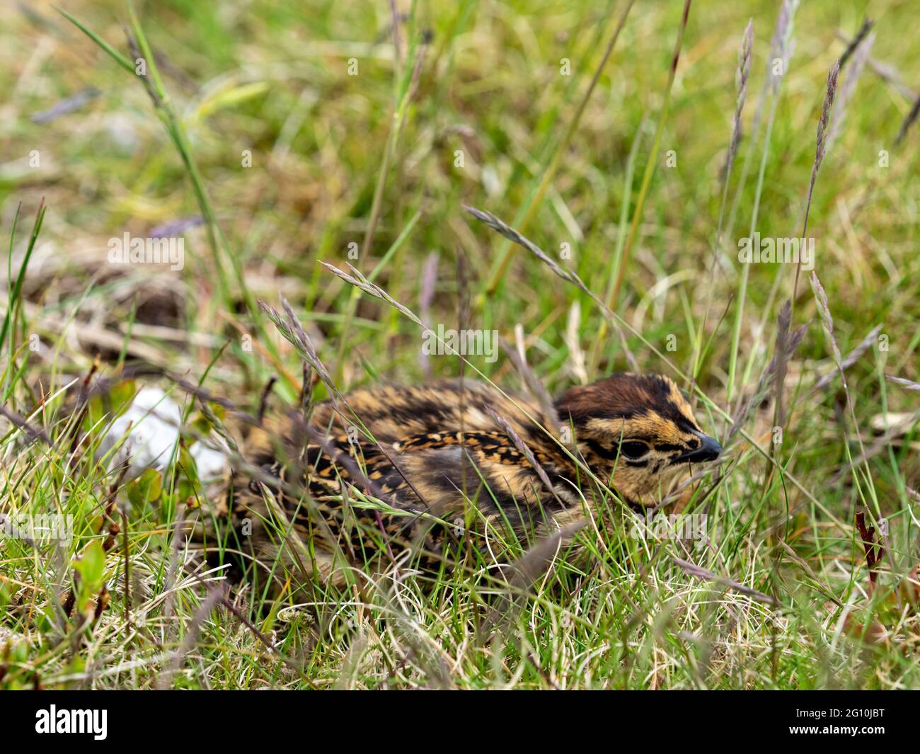 Rothuhnküken (Lagopus lagopus) verstecken sich in tiefer Heide auf einem Moor der Birkhühner. Stockfoto