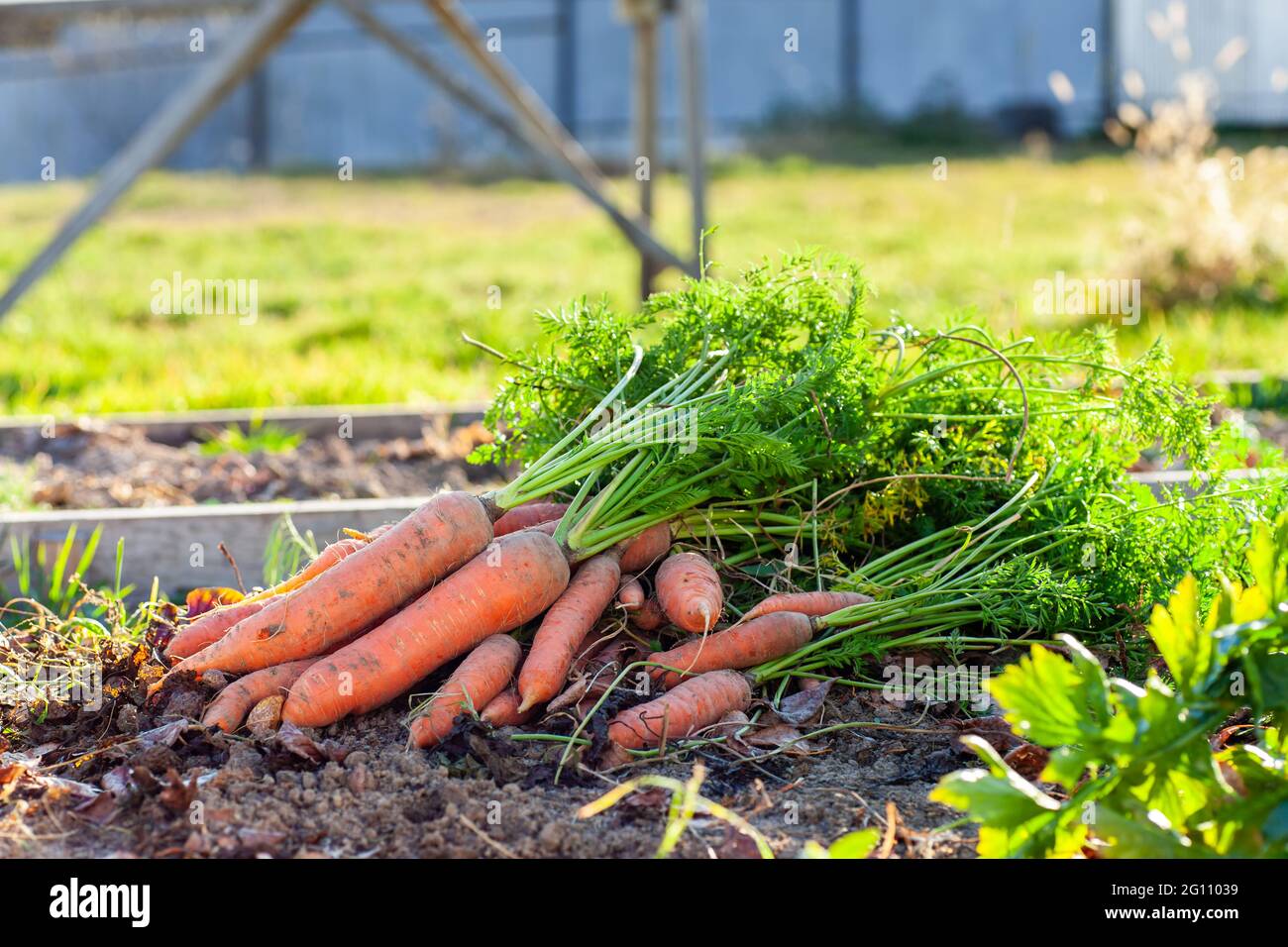 Karottenernte an einem Bett im Garten Stockfoto