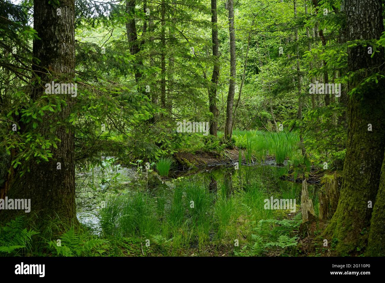 Schöne Waldhaft in üppigem Grün. Stockfoto