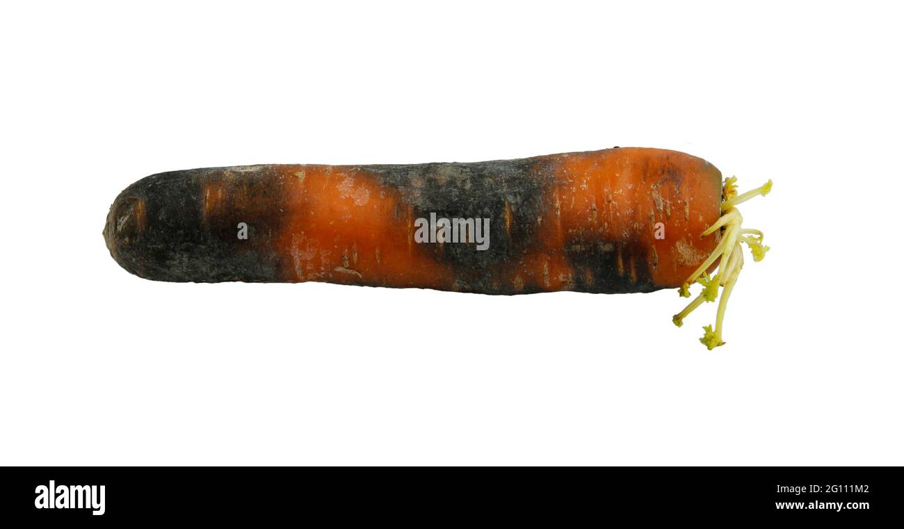 Pflanzliche Krankheiten: Braune Möhre Karotte Stockfoto