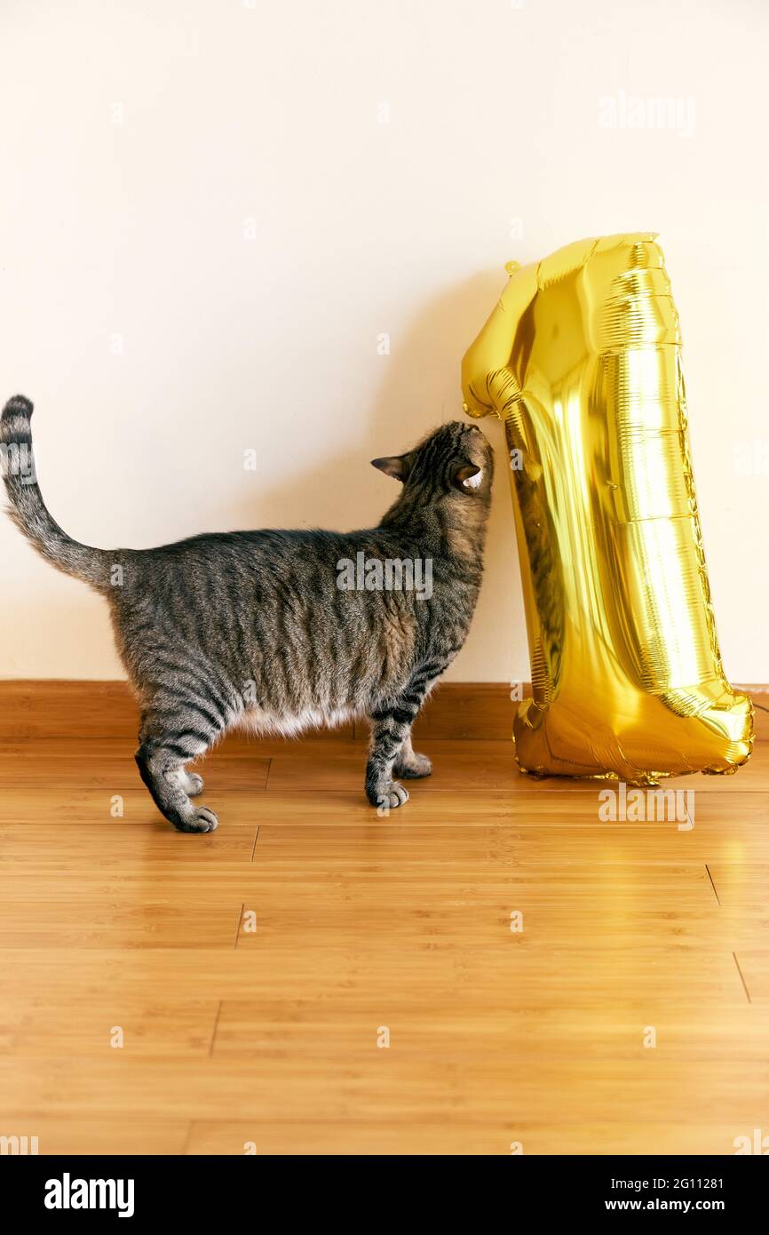 Die graue tabby Katze schnuppert die aufblasbare Nummer eins auf dem Boden im Zimmer Stockfoto