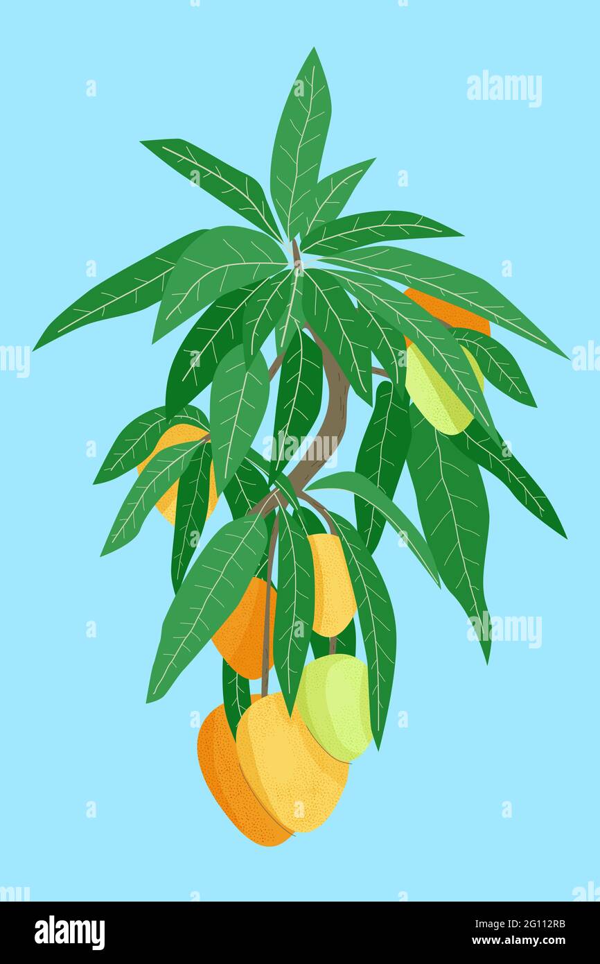 Mango-Obstbaum Zweig mit Fond und Blättern auf blauem Hintergrund. Handgezeichnete Vektorgrafik in Orange und Grün Stock Vektor