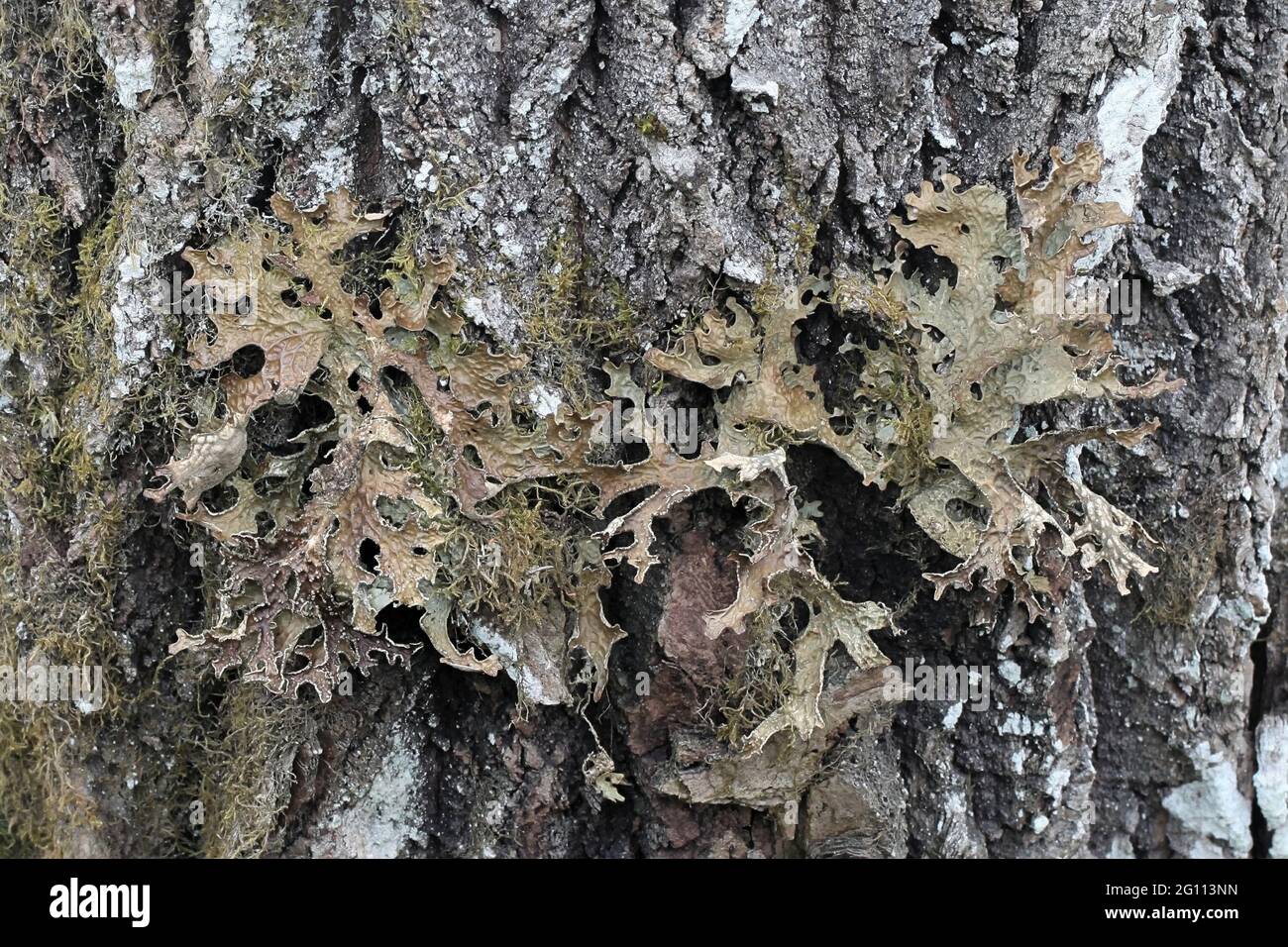 Lobaria pulmonaria, bekannt als Waldlungwort, Lungenflechte, Lungenmoos, Lungenflechte, Eichenlungwort oder Eichenlungwort Stockfoto