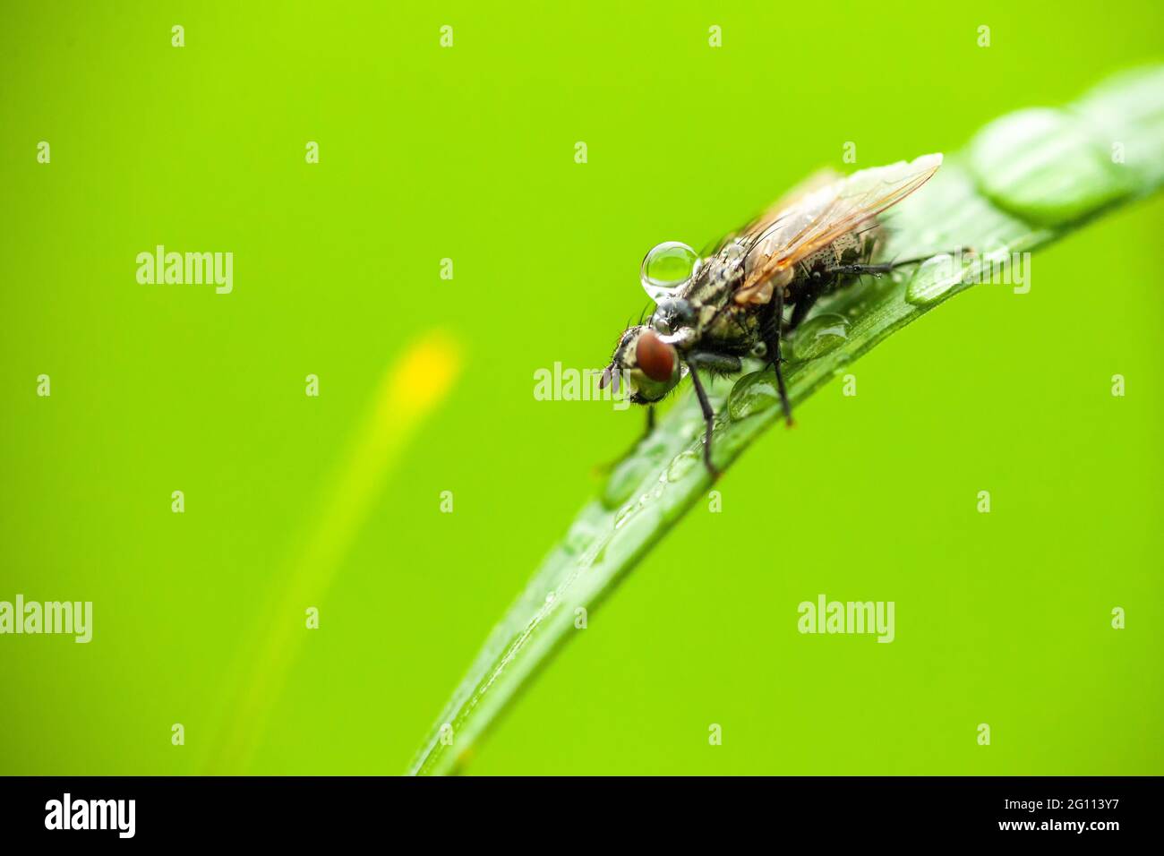 Fliegen Sie mit Regentropfen darauf. Makroaufnahme Stockfoto