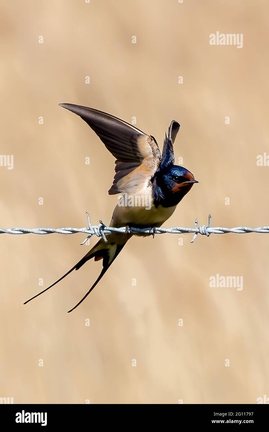 Eine Schwalbe, die aus einem Stacheldrahtzaun flieht Stockfoto