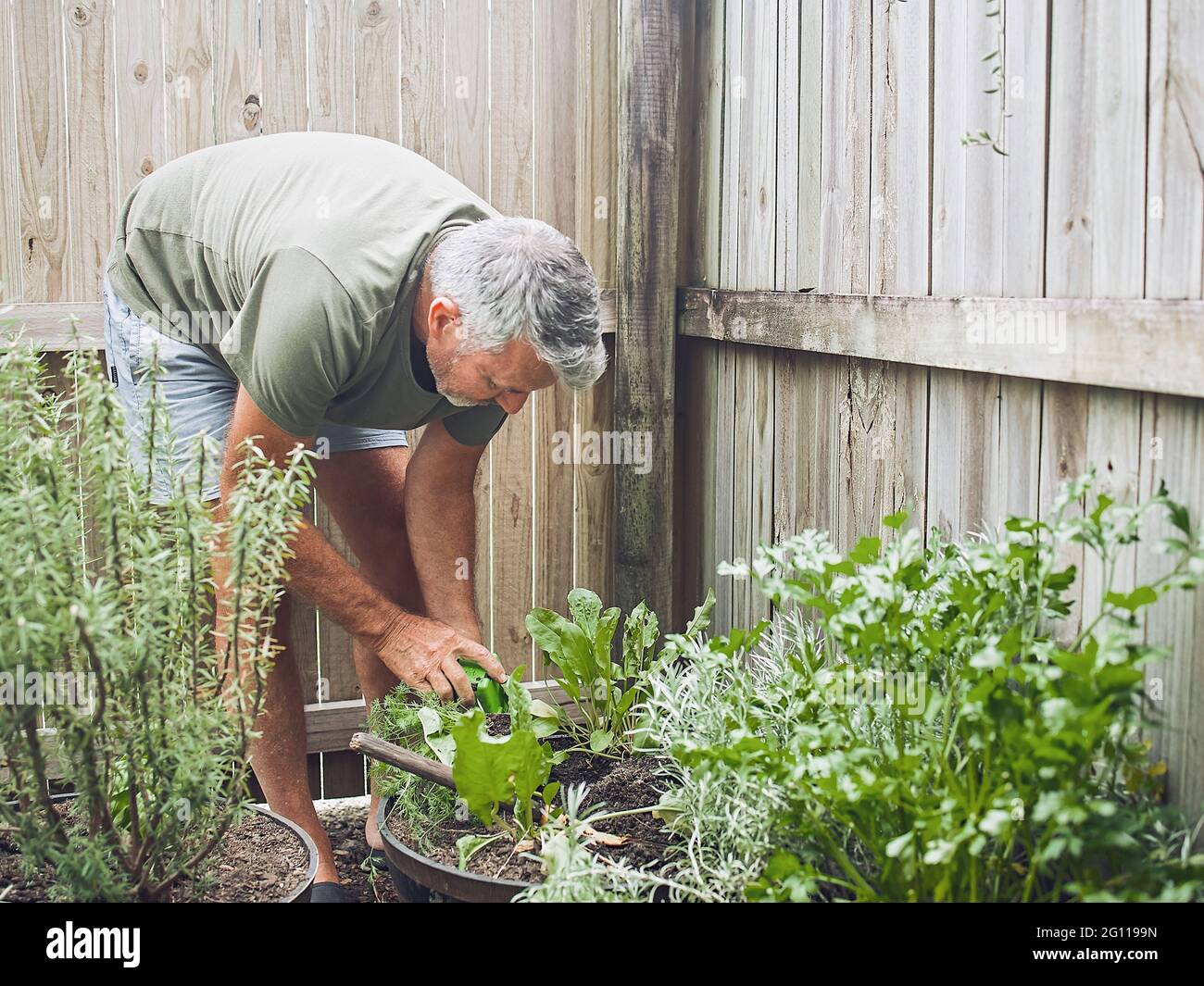 Im Innenhof schneidet ein älterer Mann Rosmarin. Home Gartenarbeit, Kräuter und Pflanzen im Garten Stockfoto