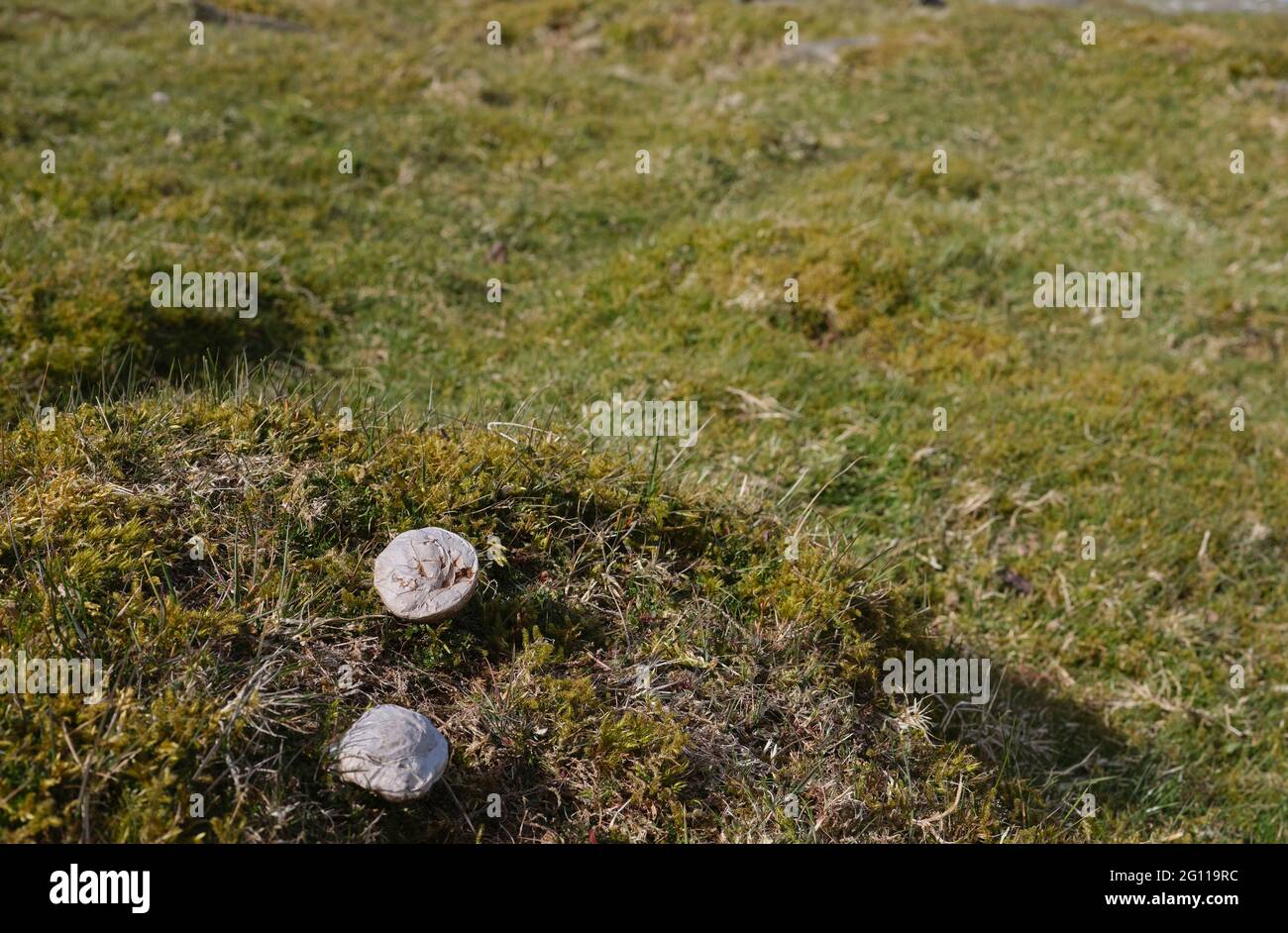 Ein Paar Puffball-Toadstools auf moosiger Moorweide Stockfoto