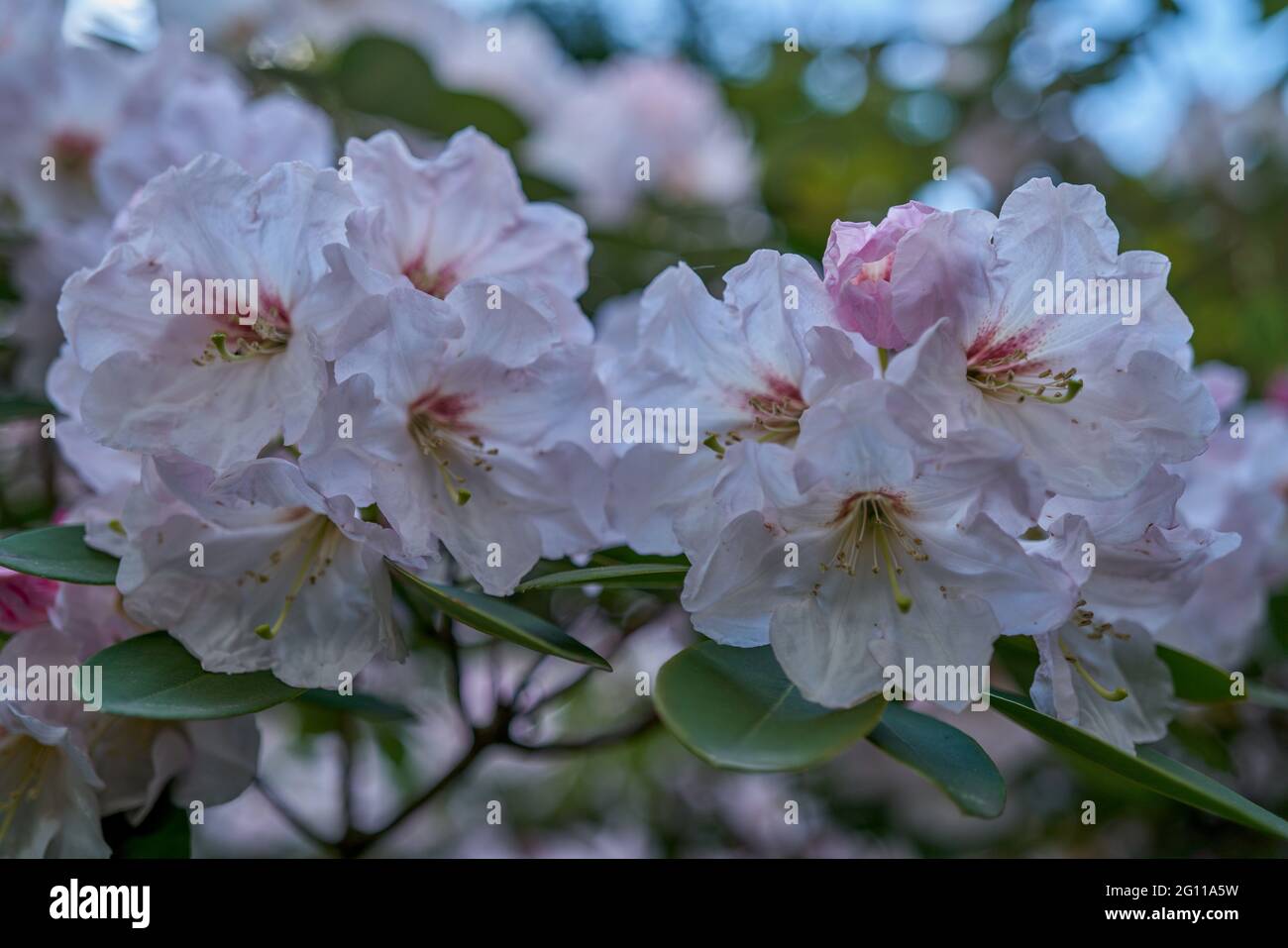 azalea Rhododendron Blume in voller Blüte Nahaufnahme schöne zarte luftige poetische ephemere schöne blühende Blütenblätter Staubblätter üppige bunte Multicolore Stockfoto