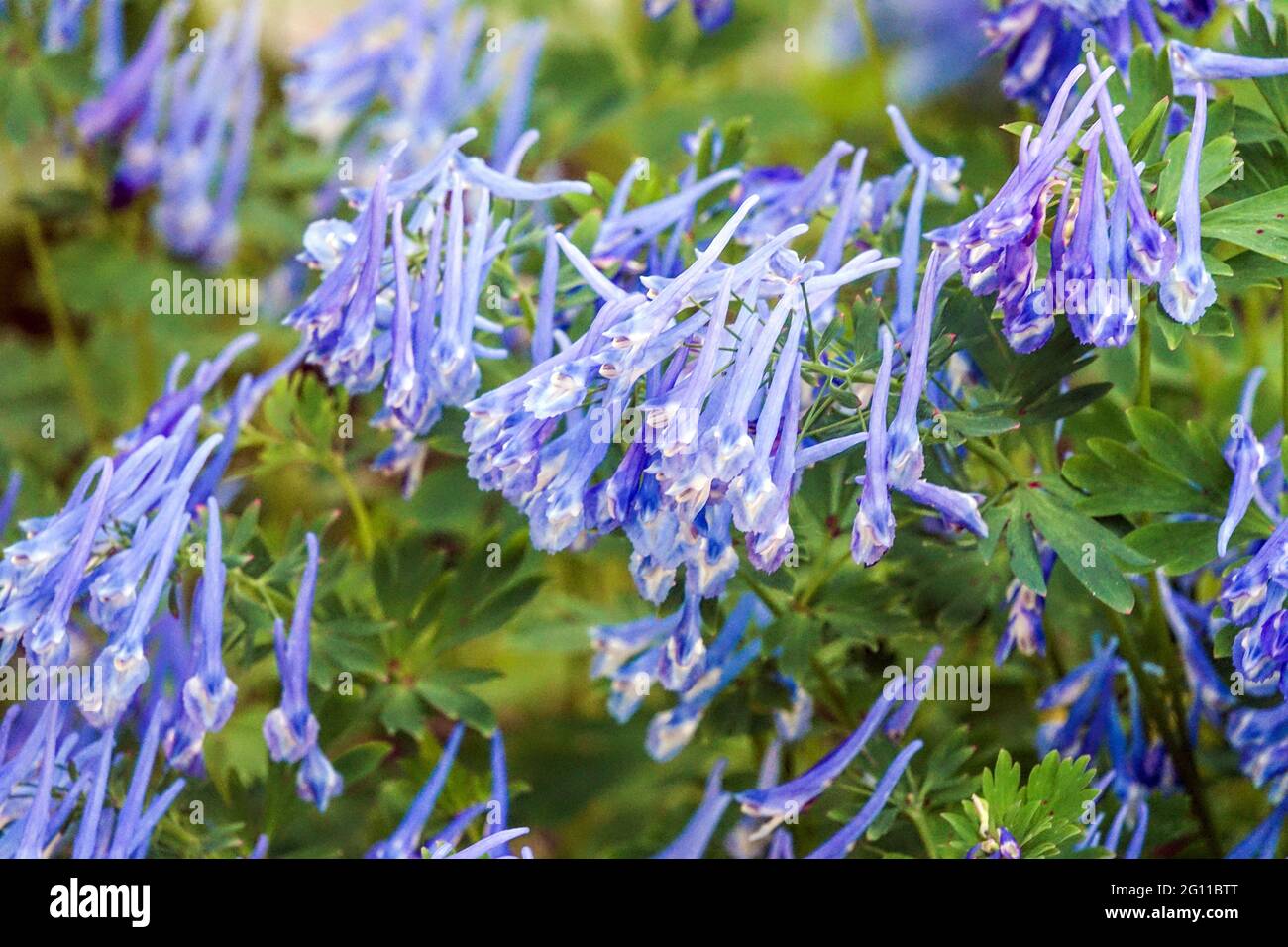 Corydalis Craigton Blue leuchtend blaue, röhrenförmige Blüten mit 2 Lippen Stockfoto