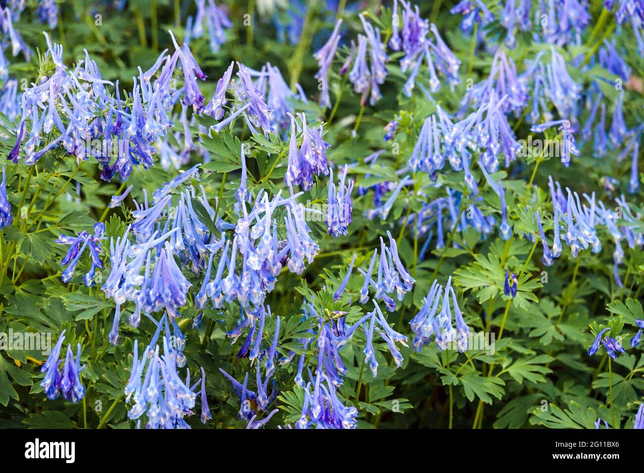 Blaue röhrenförmige Blüten Corydalis Craigton Blue, Stockfoto