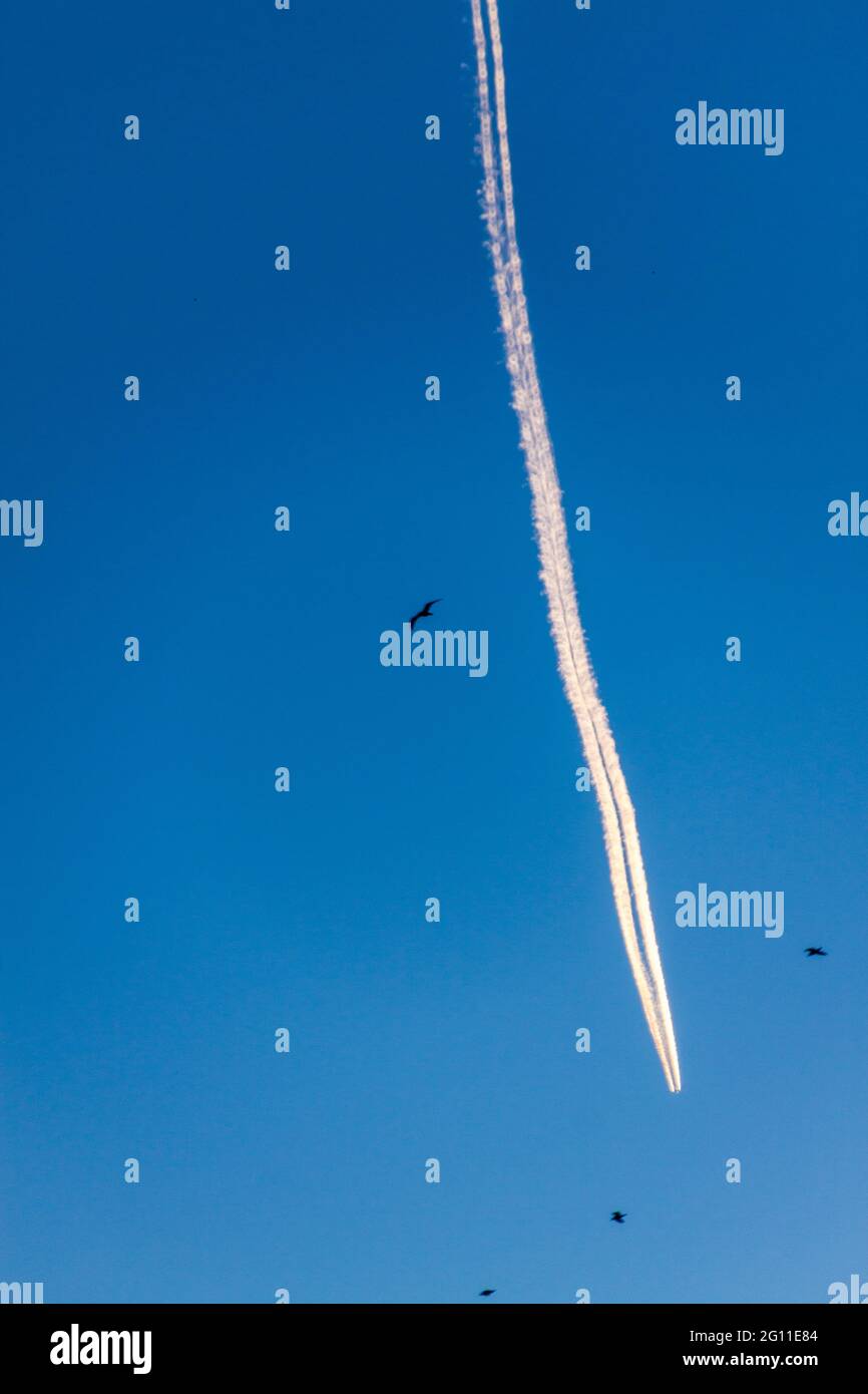 Kondensstreifen eines Flugzeugs Stockfoto