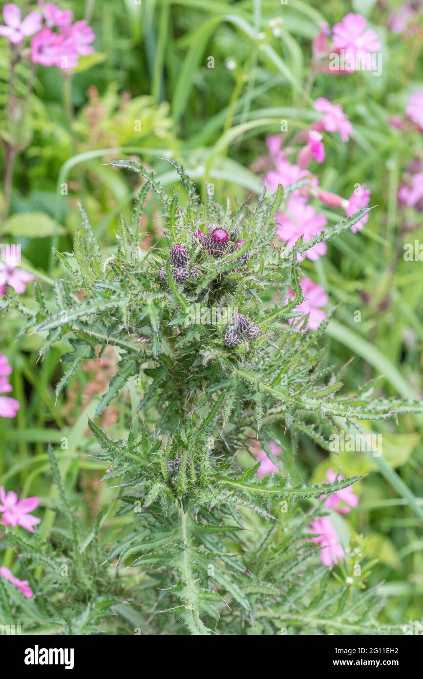 Blütenknospen von Marsh Thistle / Cirsium palustre - deren vorbereitete Stängel beim Kochen essbar sind. Gesehen mit rosa roten Campion Blüten in b/Boden. Stockfoto