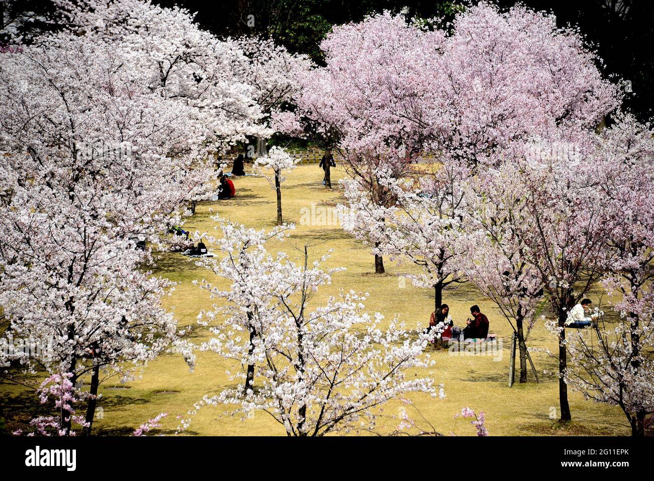 HANAMI, BURG KANAZAWA Stockfoto