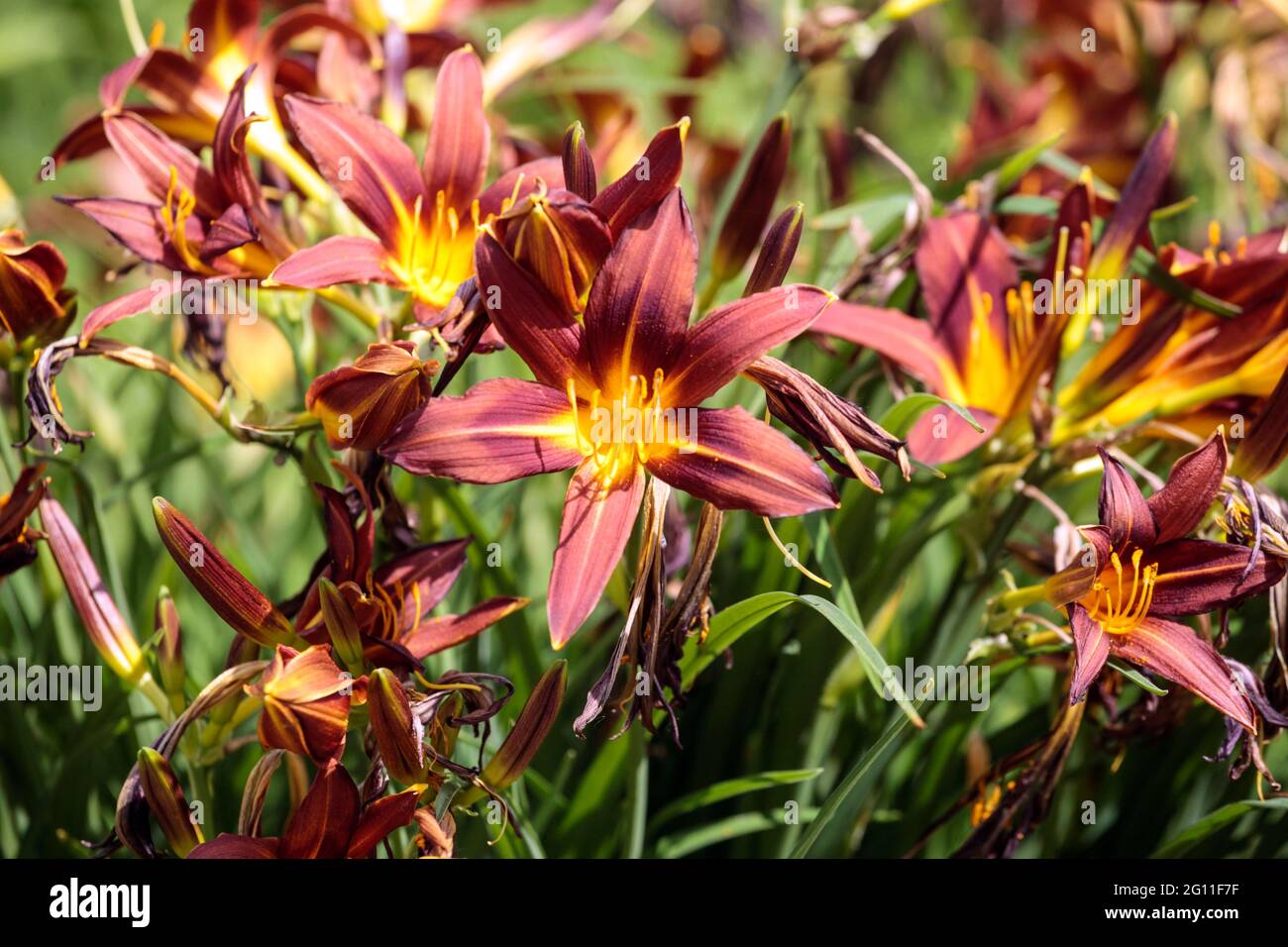 Daylily Hemerocallis Brünett Tiefbraun Dunkle Daylilien Blumen Pflanzen Stockfoto