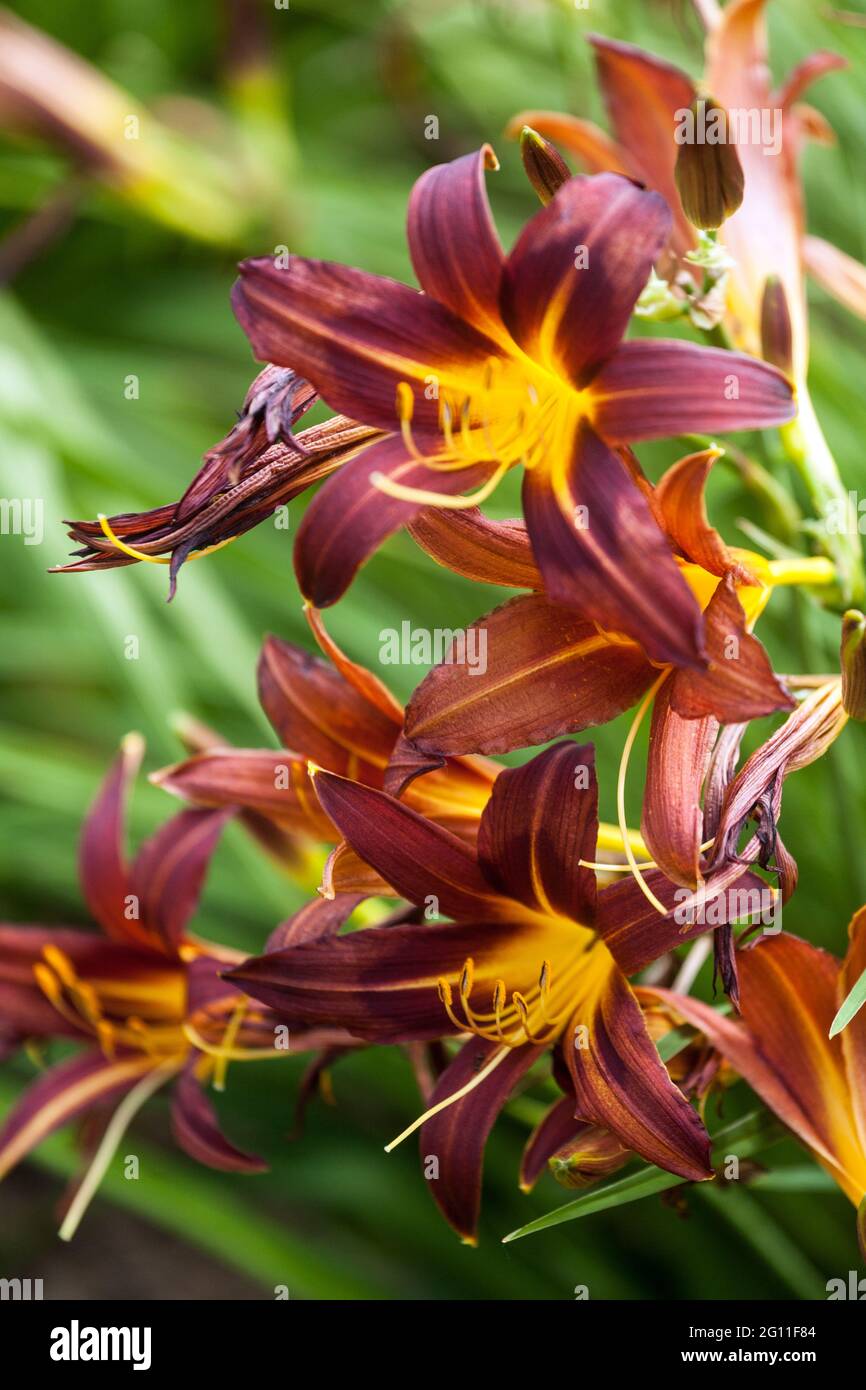 Daylily Hemerocallis Brünett Tiefbraun Dunkle Daylilien Blumen Pflanzen Stockfoto