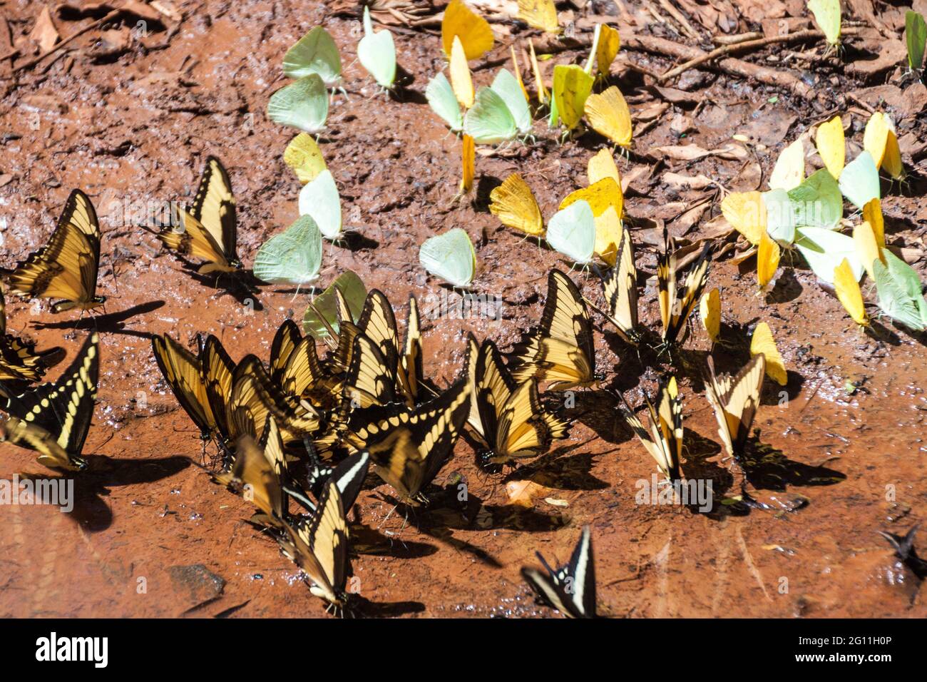 Schmetterlinge im Iguazu Nationalpark in Argentinien Stockfoto