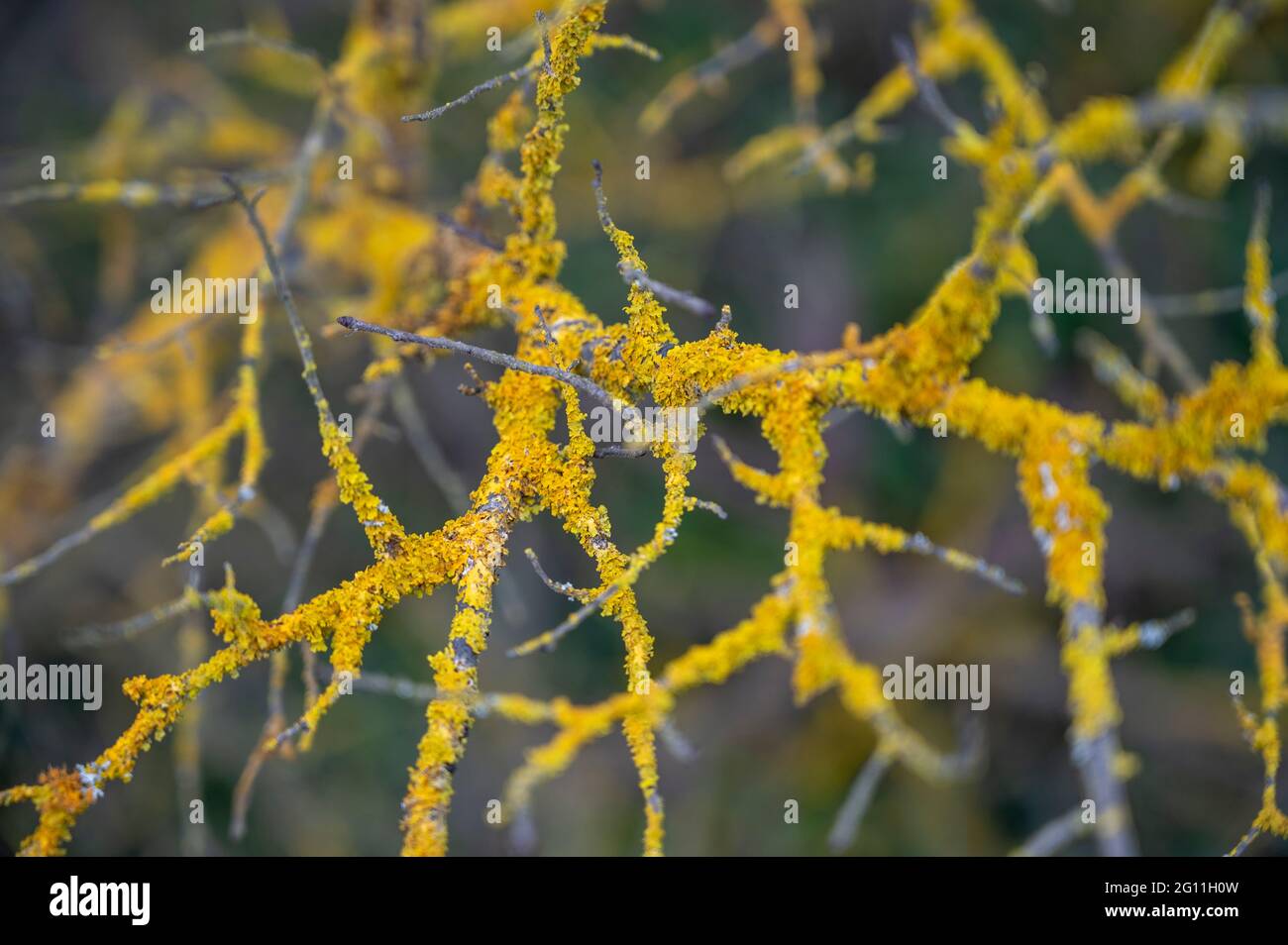 Gelbe Xanthoria parietina Flechten bedeckt Äste eines Busches Stockfoto