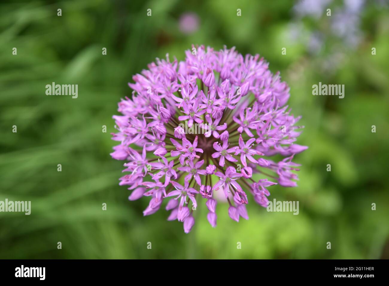 Allium Blumen Stockfoto