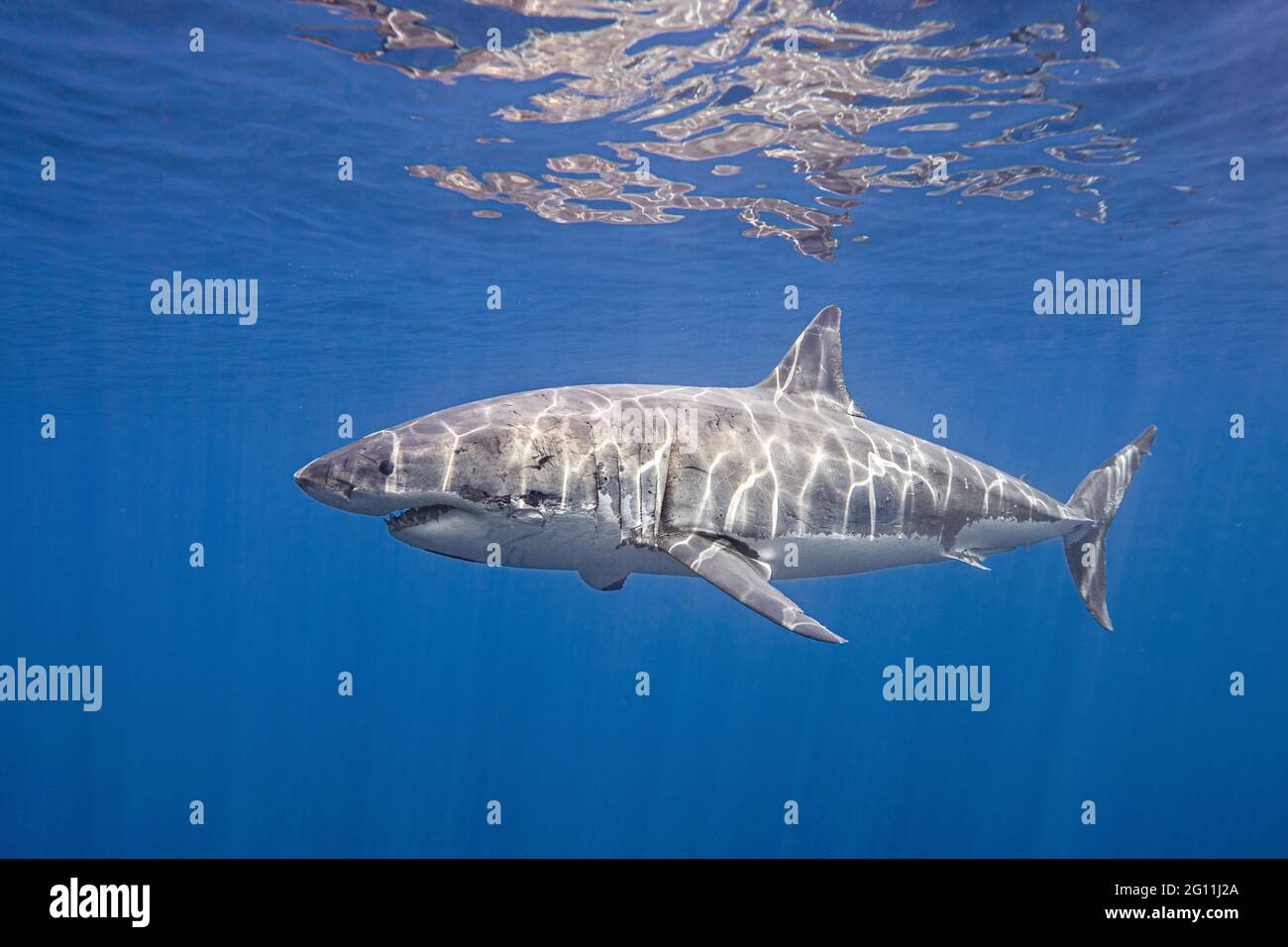 Mexiko, Guadalupe Island, großer Weißhai unter Wasser Stockfoto