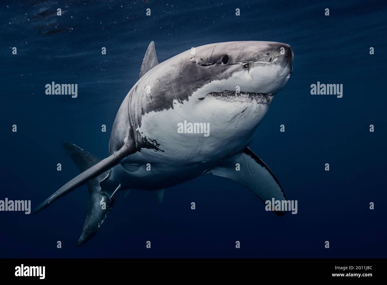 Mexiko, Guadalupe Island, großer Weißhai unter Wasser Stockfoto