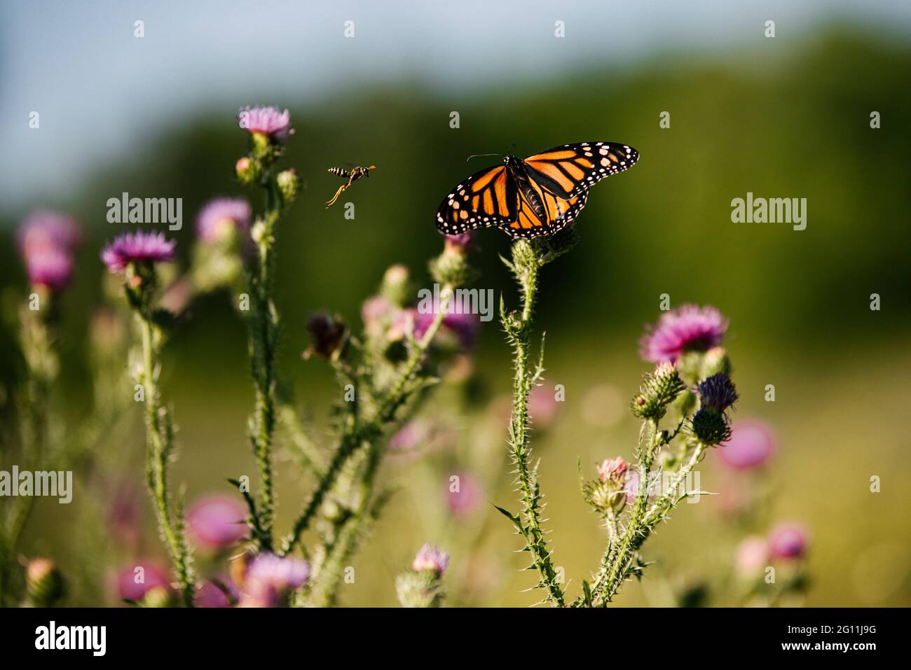 Kanada, Ontario, Schmetterling auf Distel im Feld Stockfoto