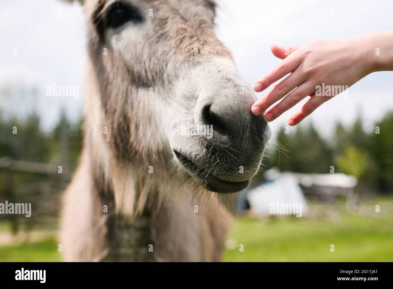 Kanada, Ontario, Kingston, Jungen Hand berühren Esel Nase Stockfoto