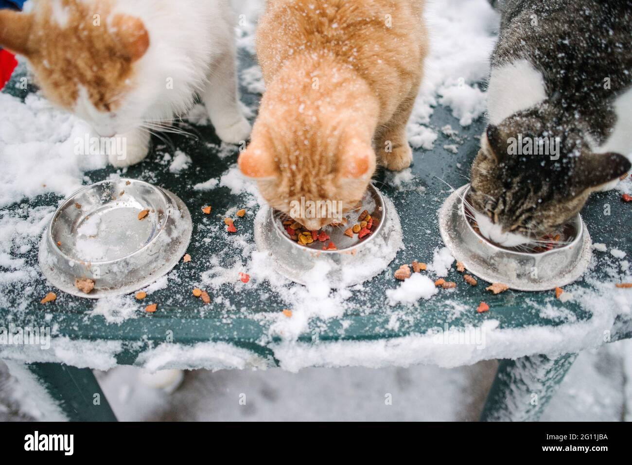 Kanada, Ontario, drei Katzen, die im Schnee aus Schüsseln fressen Stockfoto