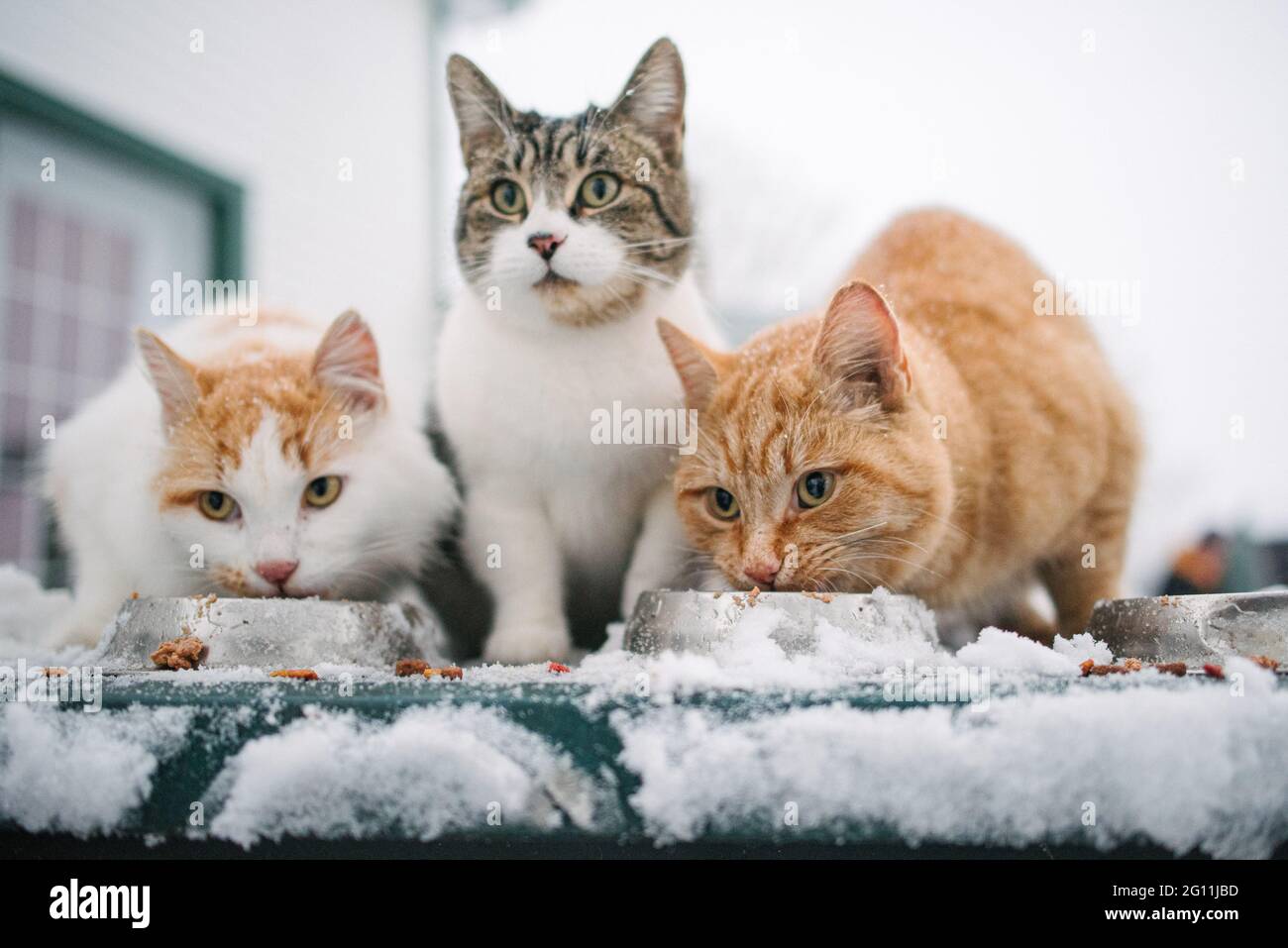Kanada, Ontario, drei Katzen, die im Schnee aus Schüsseln fressen Stockfoto