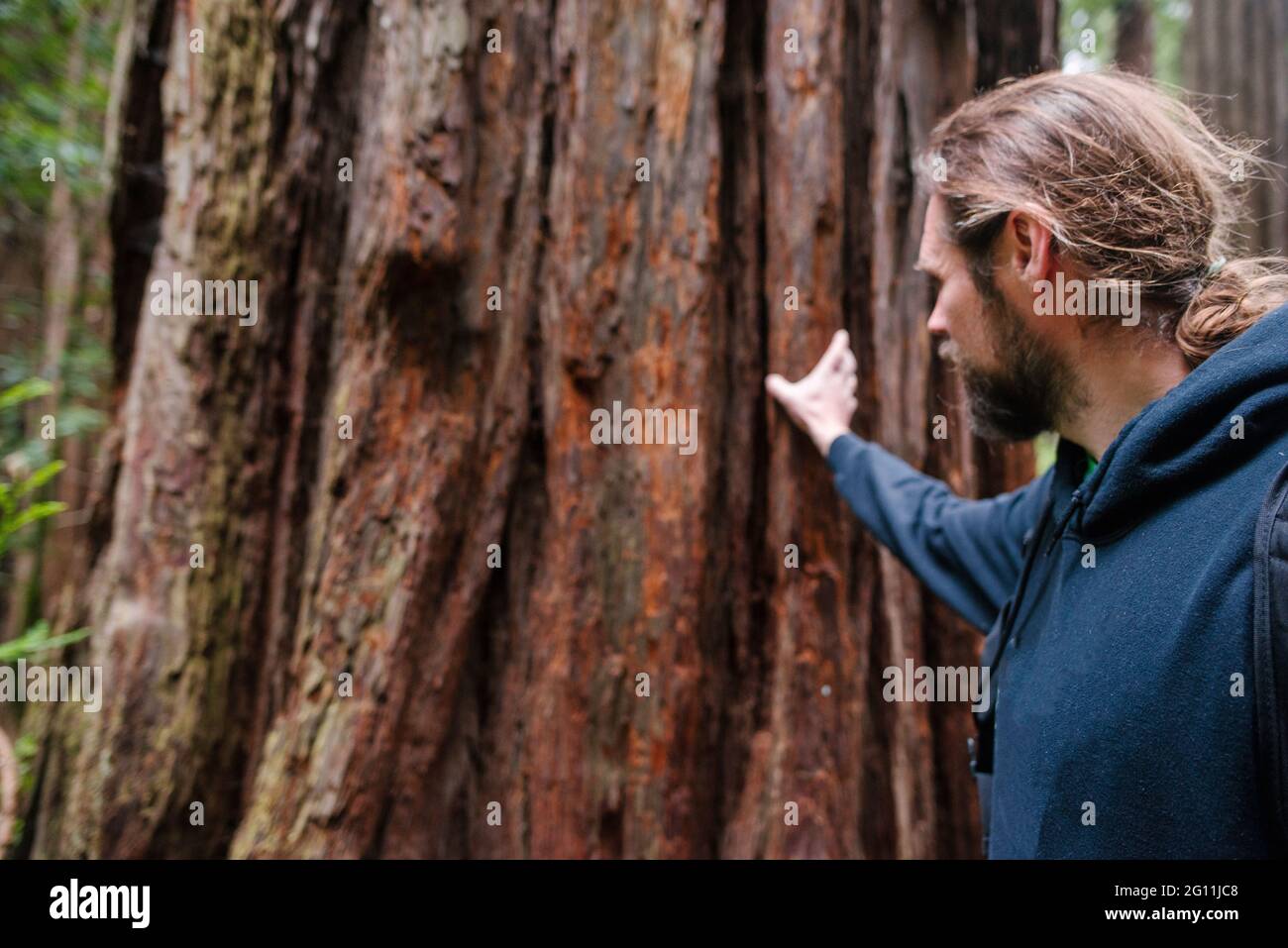 USA, Kalifornien, San Francisco, der Mensch berührt großen Baumstamm Stockfoto
