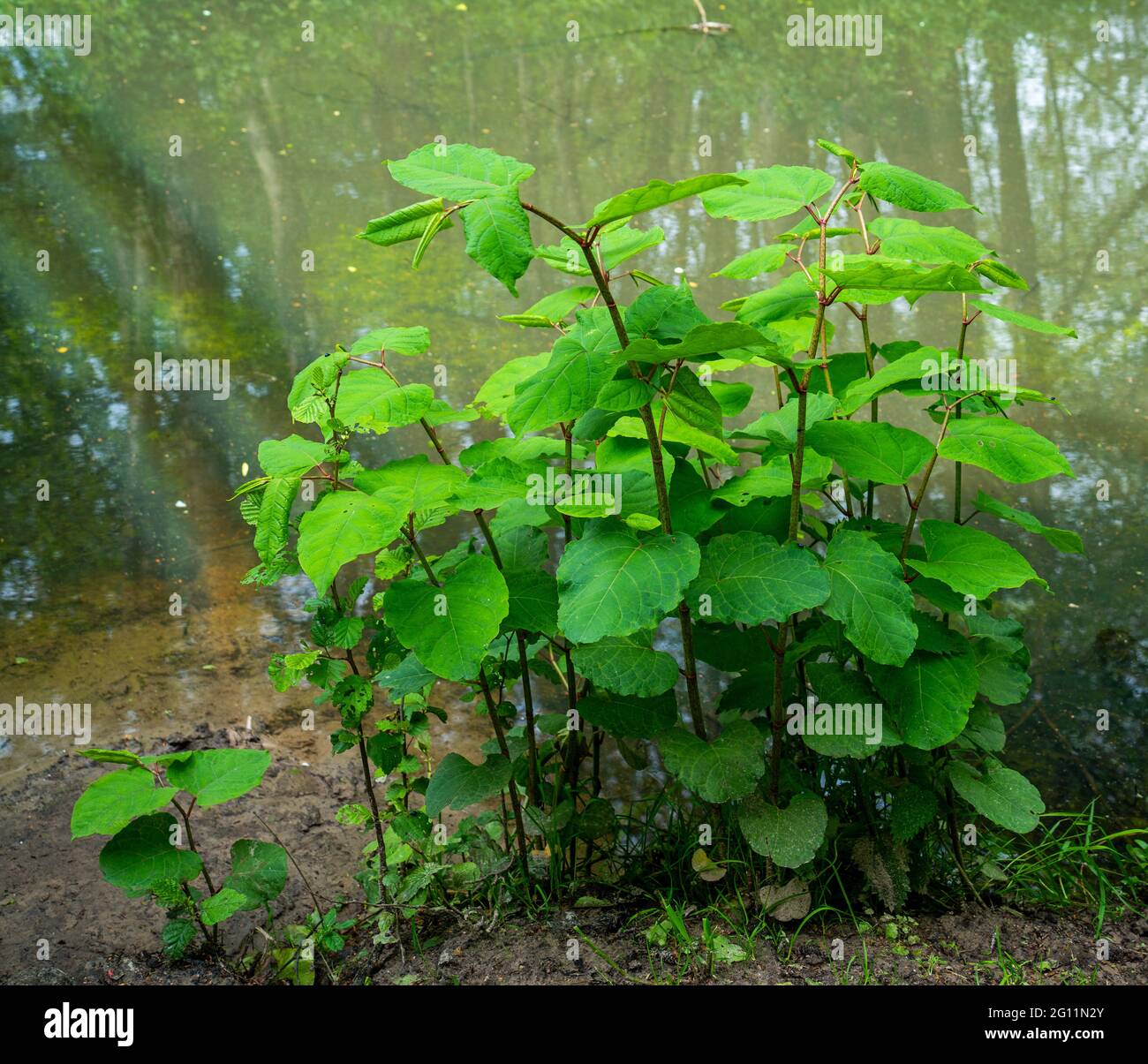 Nahaufnahme der asiatischen Knokenkraut (Fallopia japonica) Stockfoto