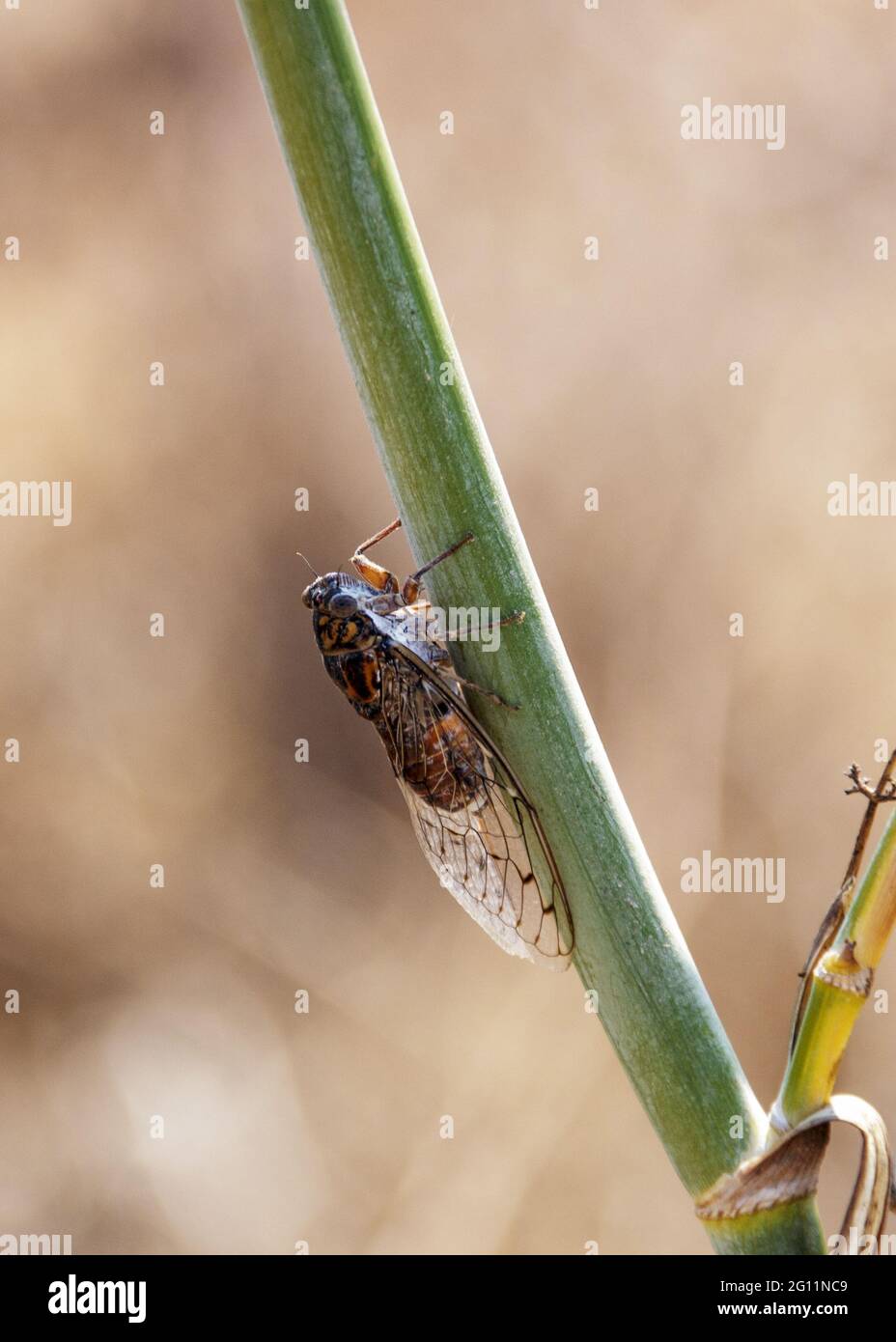 Der Cicada ist ein echter Bug Stockfoto