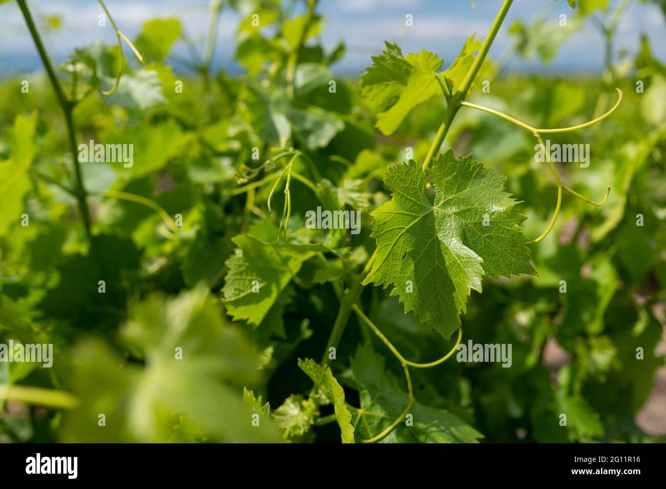 In einem Weinberg in Südfrankreich wachsen neue Blätter und Trauben an Reben Stockfoto