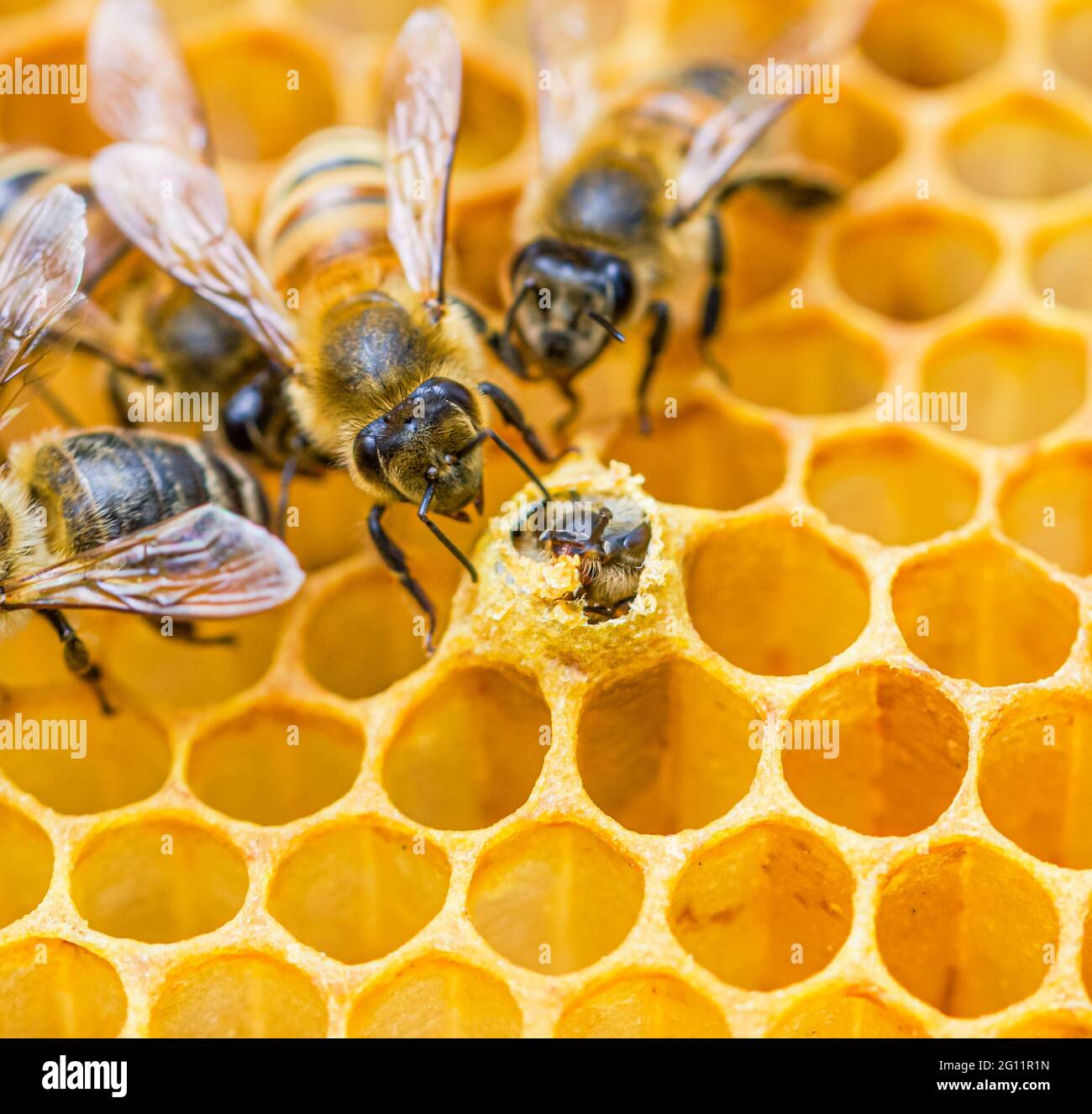 Nahaufnahme von Krankenschwester Honigbienen, die eine auftauchende Honigbiene aus ihrer mit Wachs bedeckten Brutzelle untersuchen. (APIs mellifera) Stockfoto