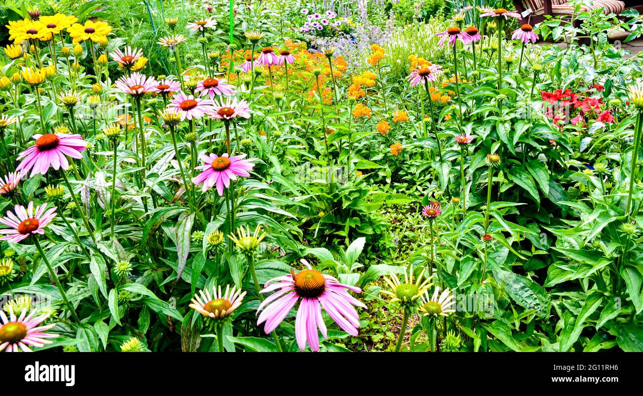 Ein breiter Blick auf einen farbenfrohen Garten mit Bestäubern im Hinterhof. Long Island, New York. Stockfoto