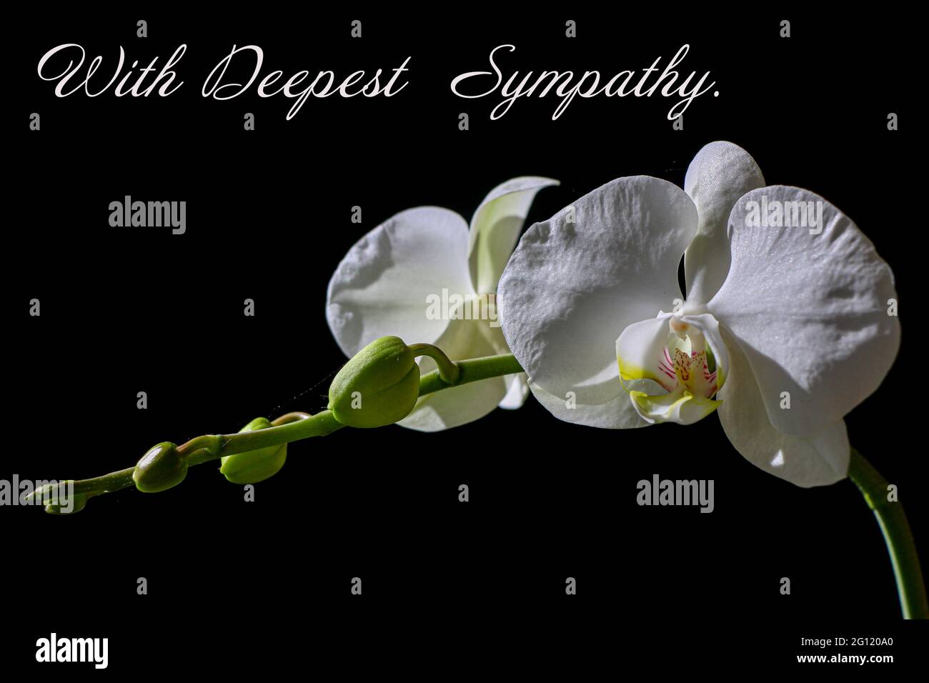 Eine weiße Orchidee auf schwarzem Hintergrund mit tiefster Sympathie wie der Text auf dem Bild Stockfoto