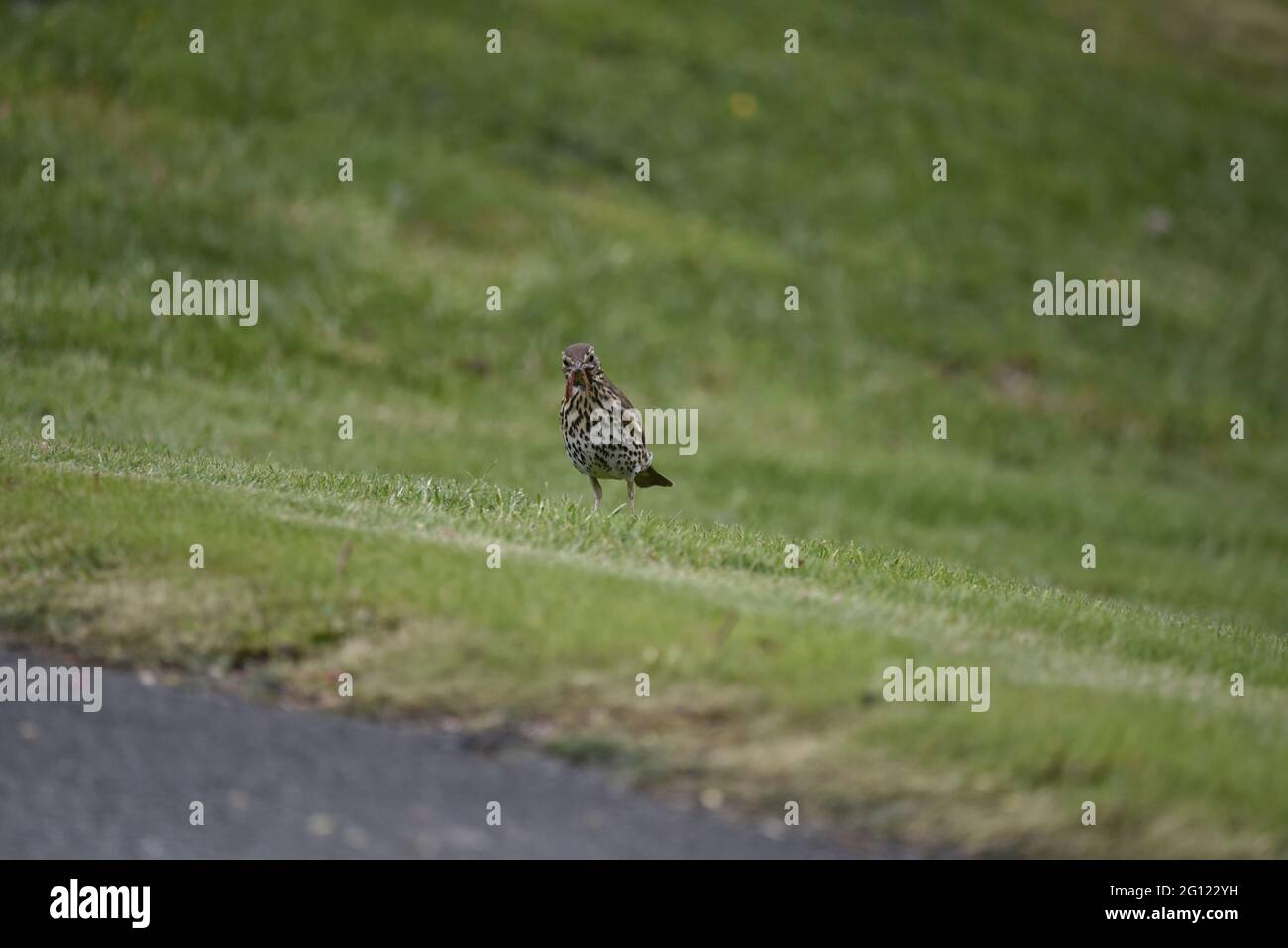 Song Thrush (Turdus philomelos) Kamera mit einem vollen Wormschnabel mit einem quizzischen Ausdruck in Wales im Frühling Stockfoto