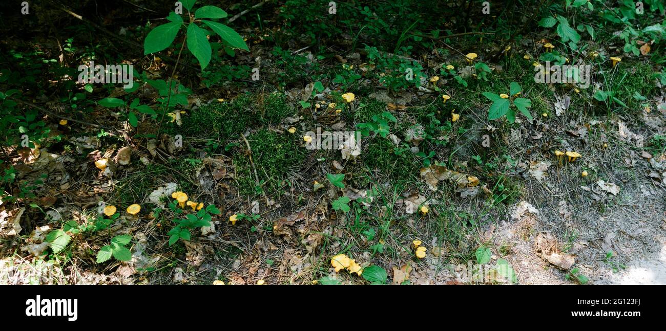 Hellgelbe Pfifferlinge wachsen in großen Mengen Stockfoto