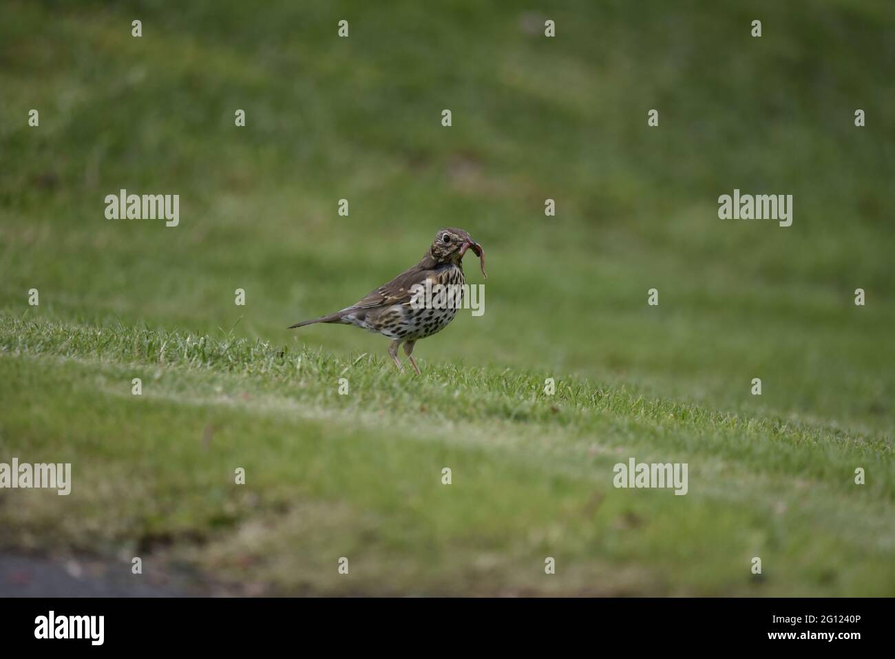 Nahaufnahme von Song Thrush (Turdus philomelos) im rechten Profil mit einem Auge auf die Kamera und einem vollständigen Schnabel von Worms im Mai in Mittelwales Stockfoto