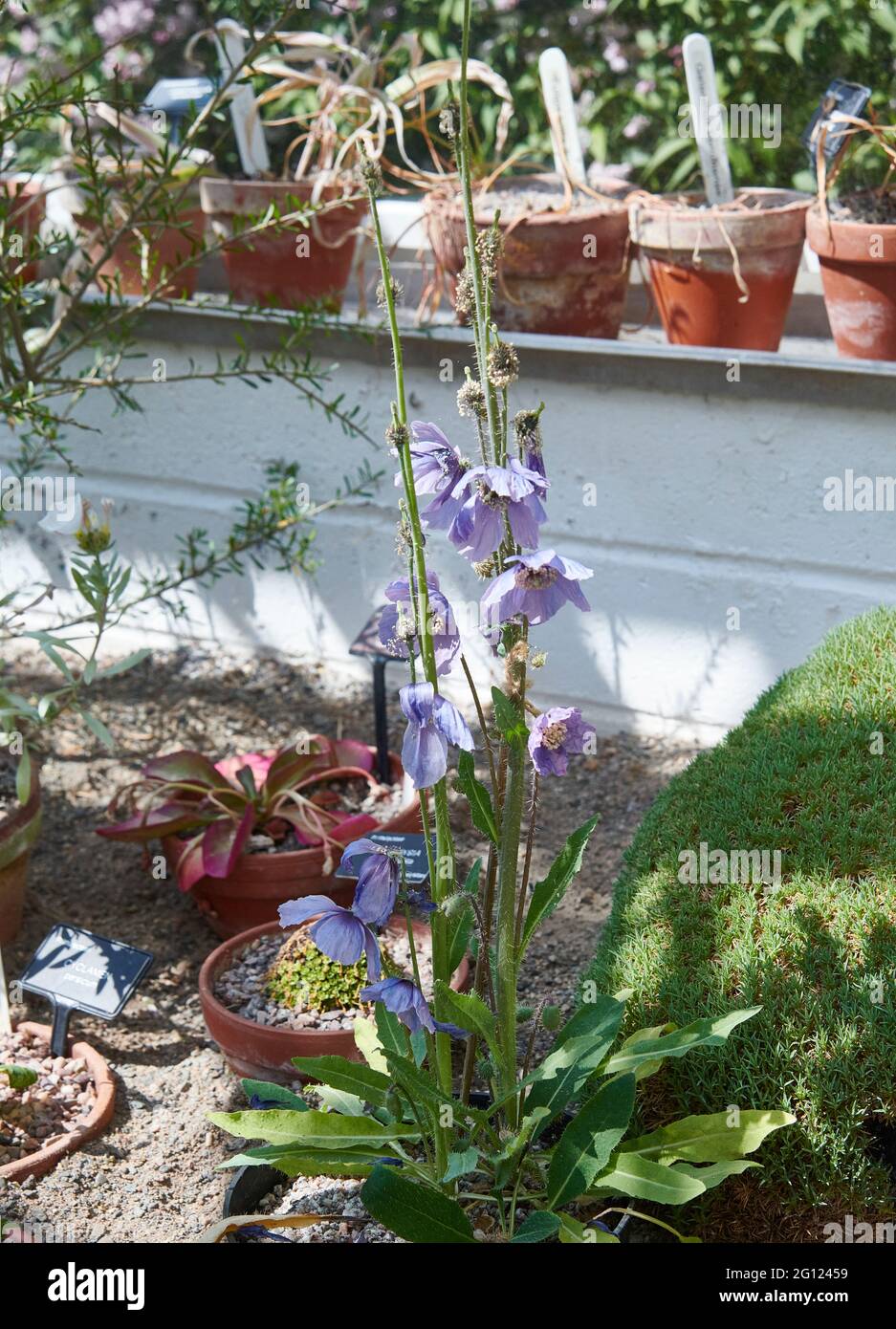 Meconopsis zhongdianensis Fotos und Bildmaterial in hoher Auflösung