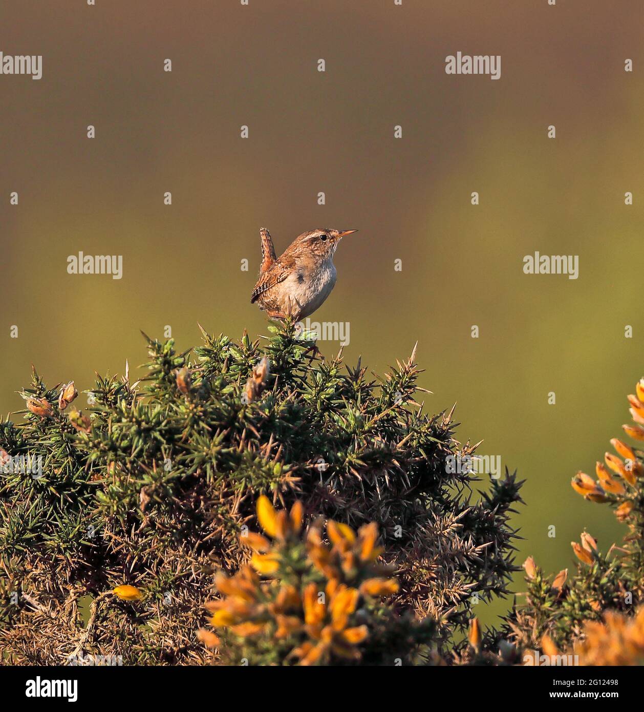 Zaunkönig (Troglodytes troglodytes) Stockfoto