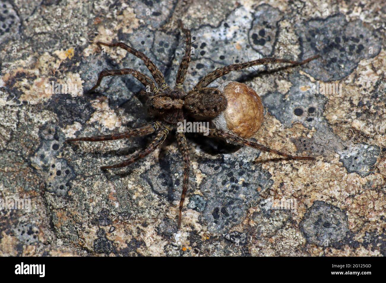 Wolf Spider Pardosa sp. Weibliche Eiertasche Stockfoto