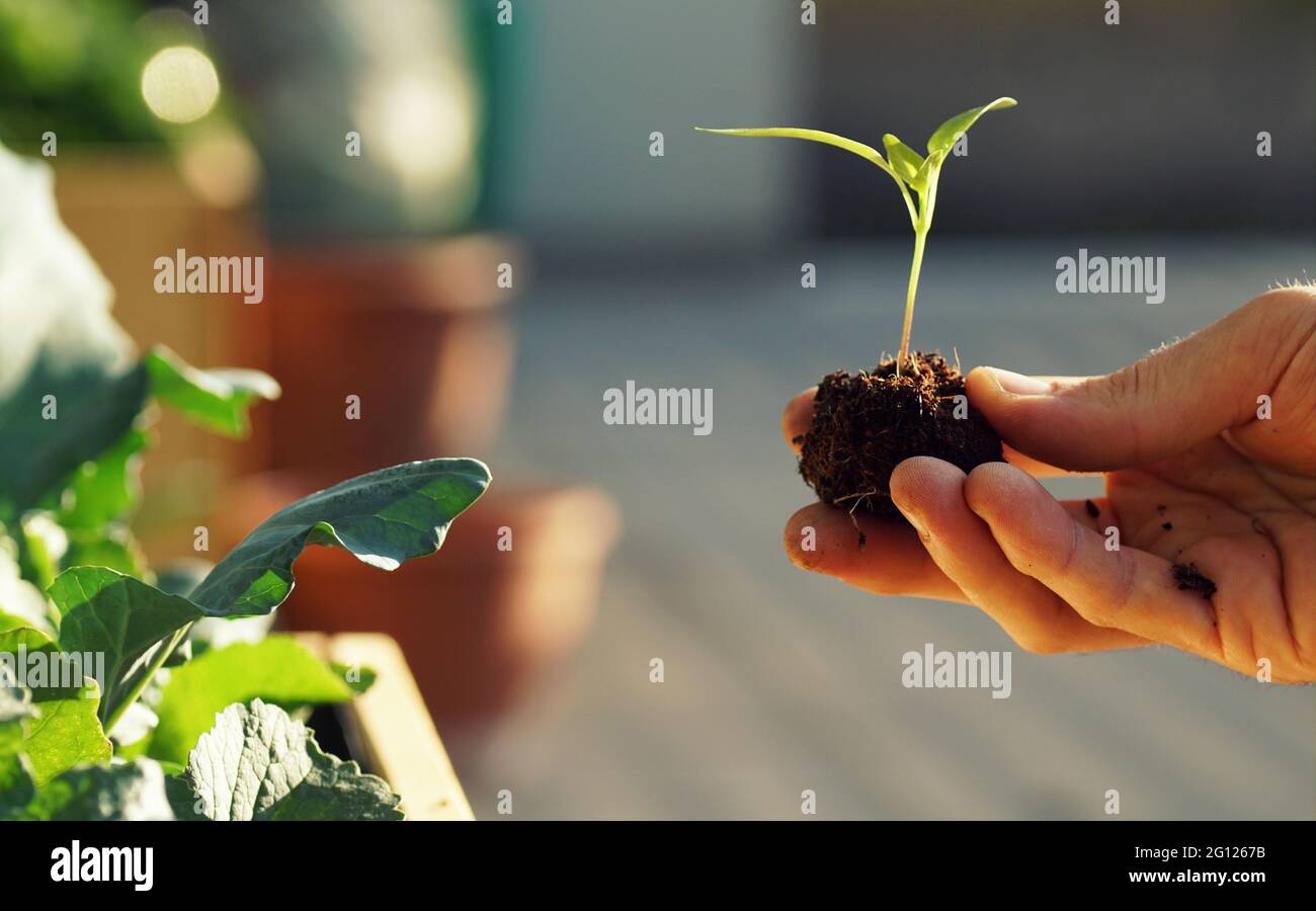 Pflanzen von Gemüse wie Kohlrabi und Radieschen in einem Hochbett auf einem  Balkon Stockfotografie - Alamy